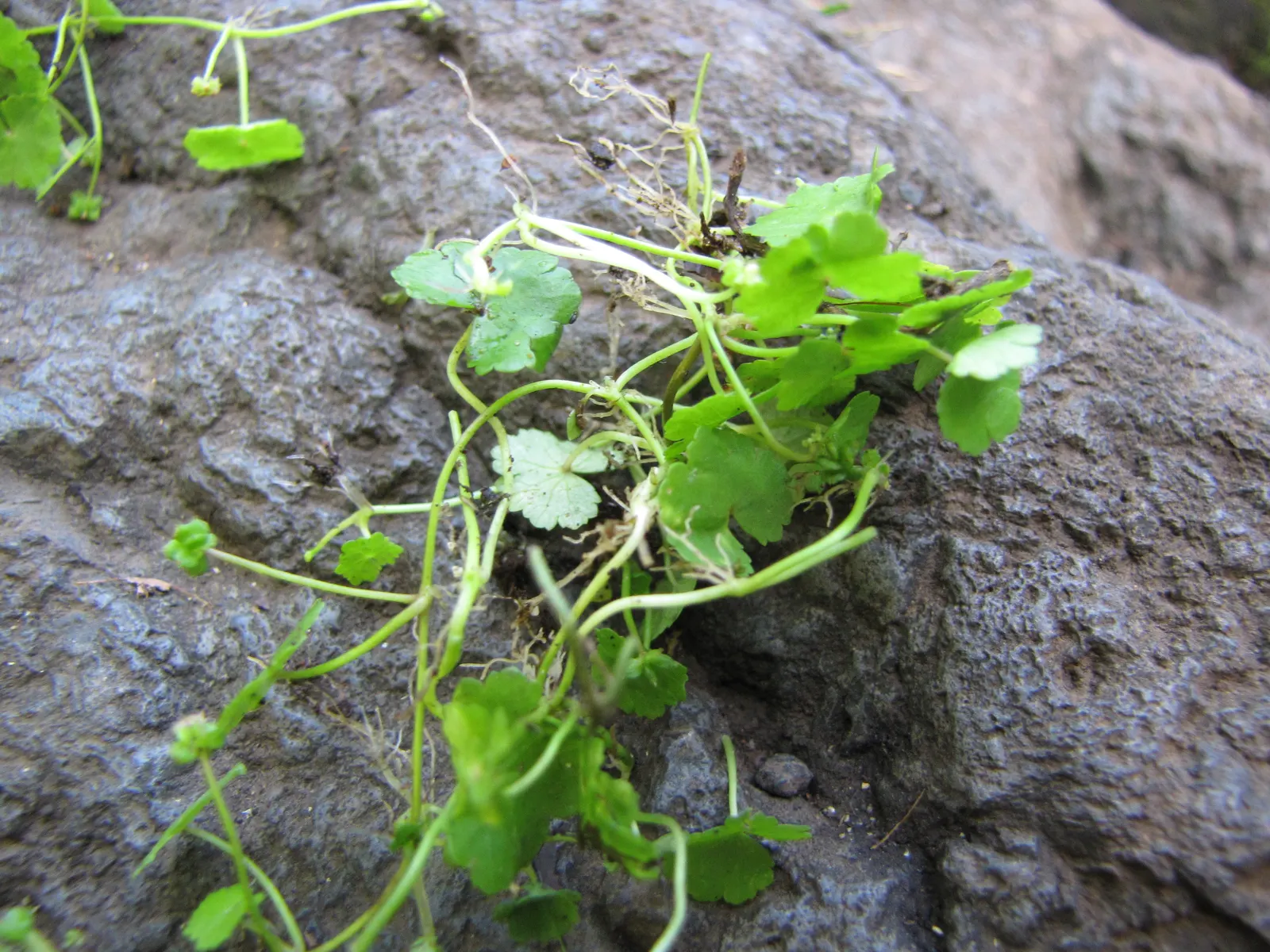 Lawn Marshpennywort (Hydrocotyle Sibthorpioides) — requiring minimal care once established.<br><br>In a landscape design