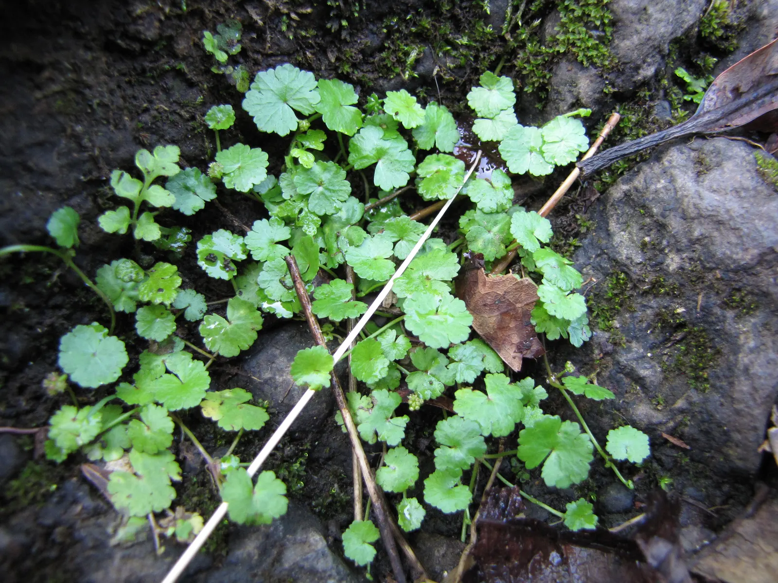 Lawn Marshpennywort (Hydrocotyle Sibthorpioides) — living carpet in shaded garden areas; including periodically wet areas