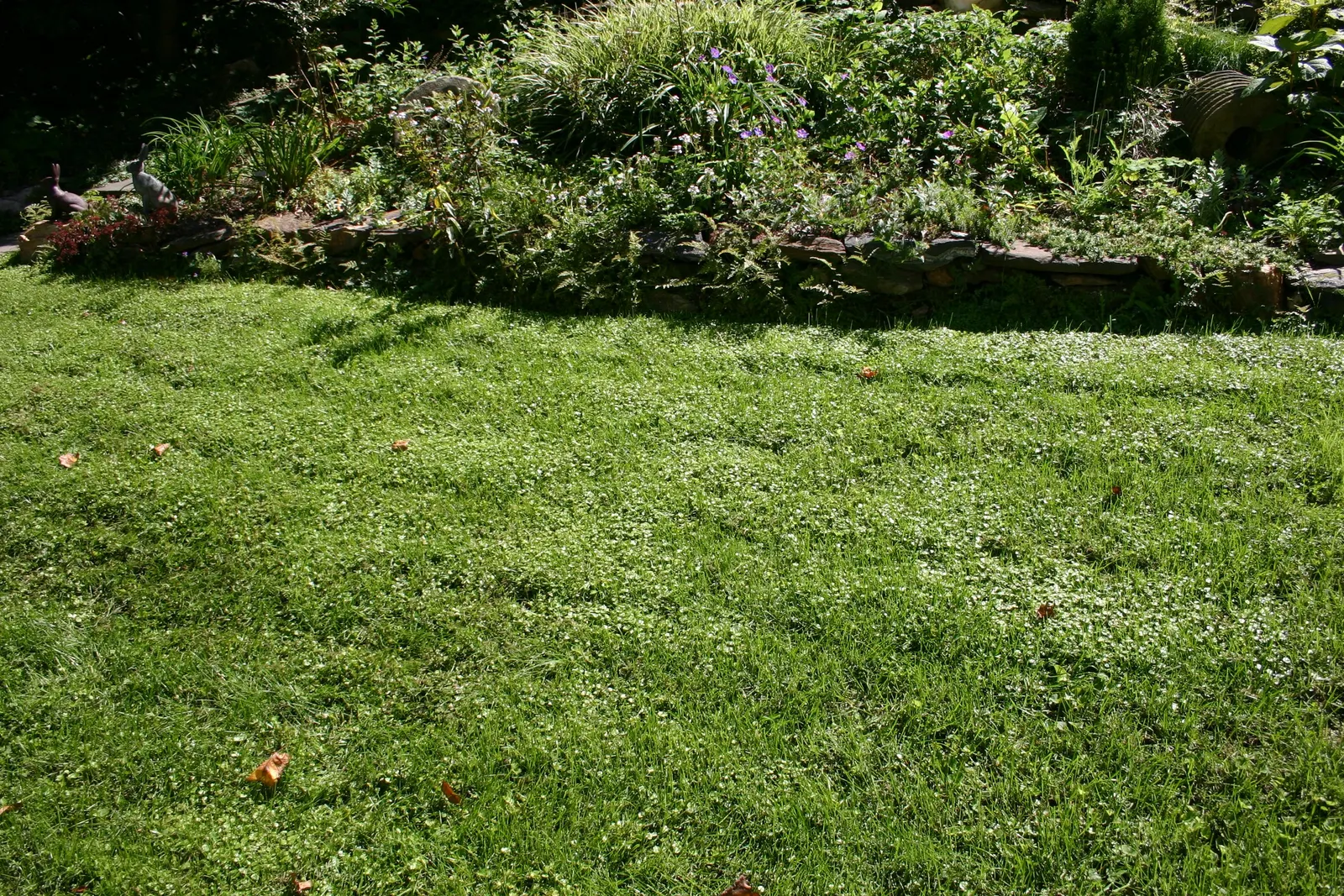 Lawn Marshpennywort (Hydrocotyle Sibthorpioides) — aquatic / perennial for full or half