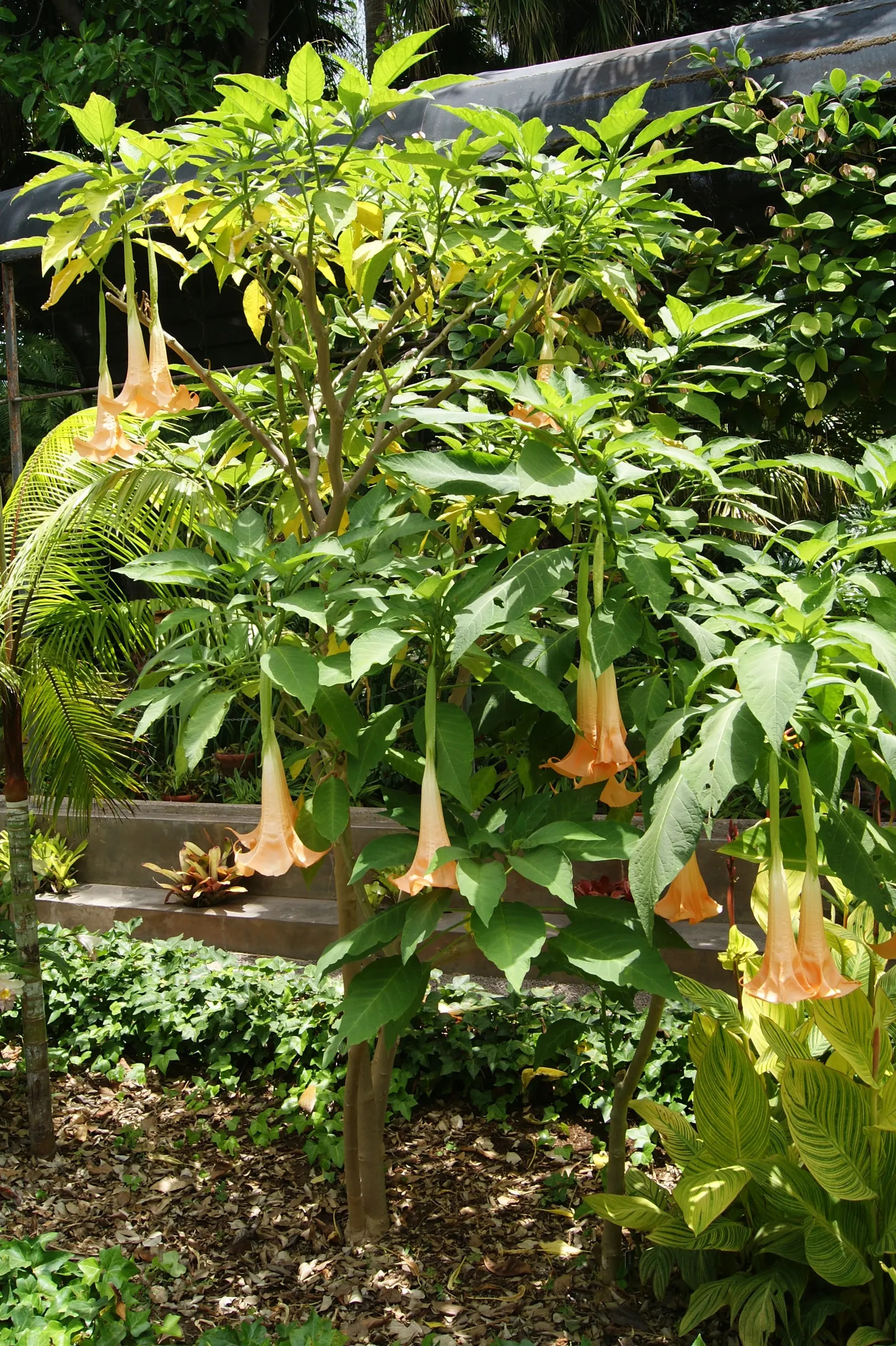 Ecuadorean Angel's Trumpet (Brugmansia Versicolor) — These trumpet-shaped blooms