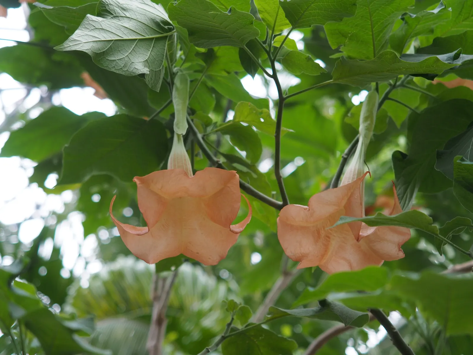 Ecuadorean Angel's Trumpet (Brugmansia Versicolor) — is a striking and captivating plant that lends an exotic allure to any landscape design