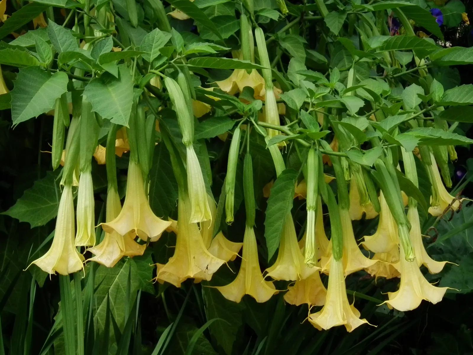 Ecuadorean Angel's Trumpet (Brugmansia Versicolor) — is a tropical perennial known for its striking