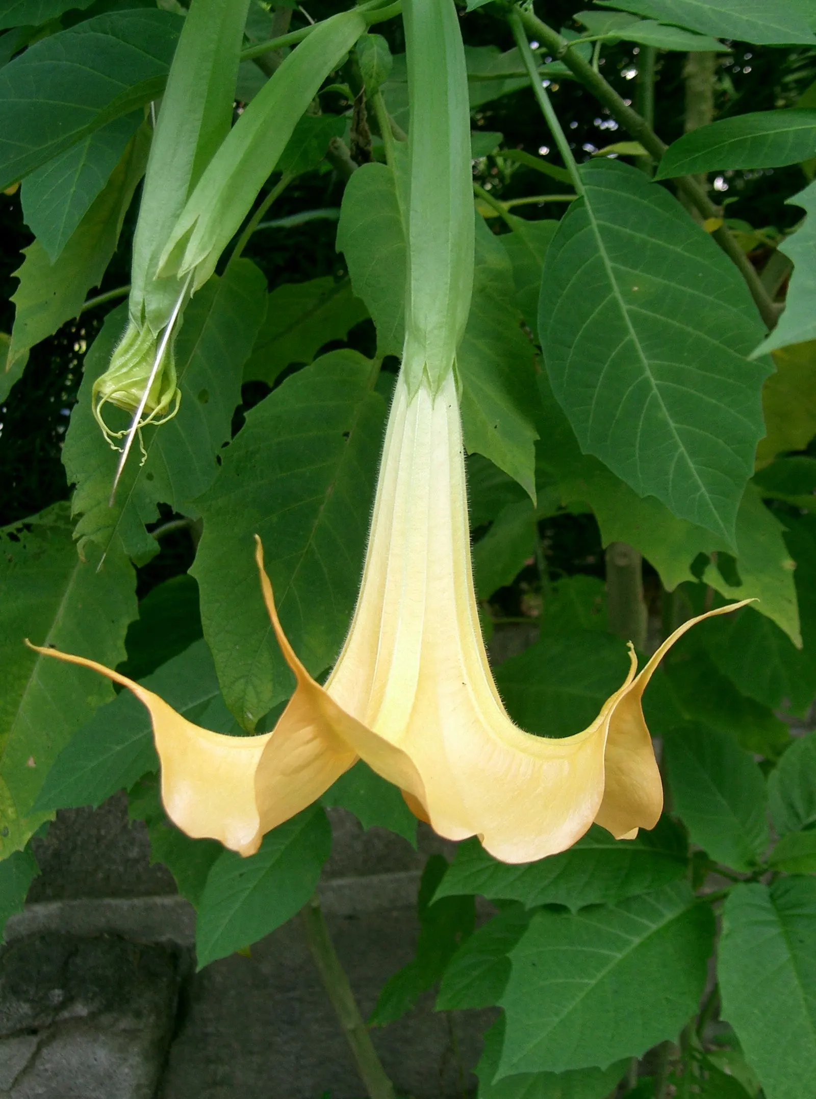 Ecuadorean Angel's Trumpet (Brugmansia Versicolor) — It prefers a fertile, well-draining soil with a pH range of 6 to 7.5