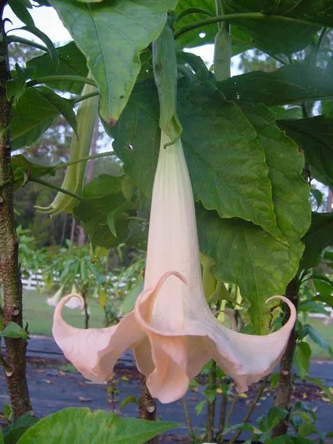 Ecuadorean Angel's Trumpet (Brugmansia Versicolor) — thriving in USDA hardiness zones 9 to 11