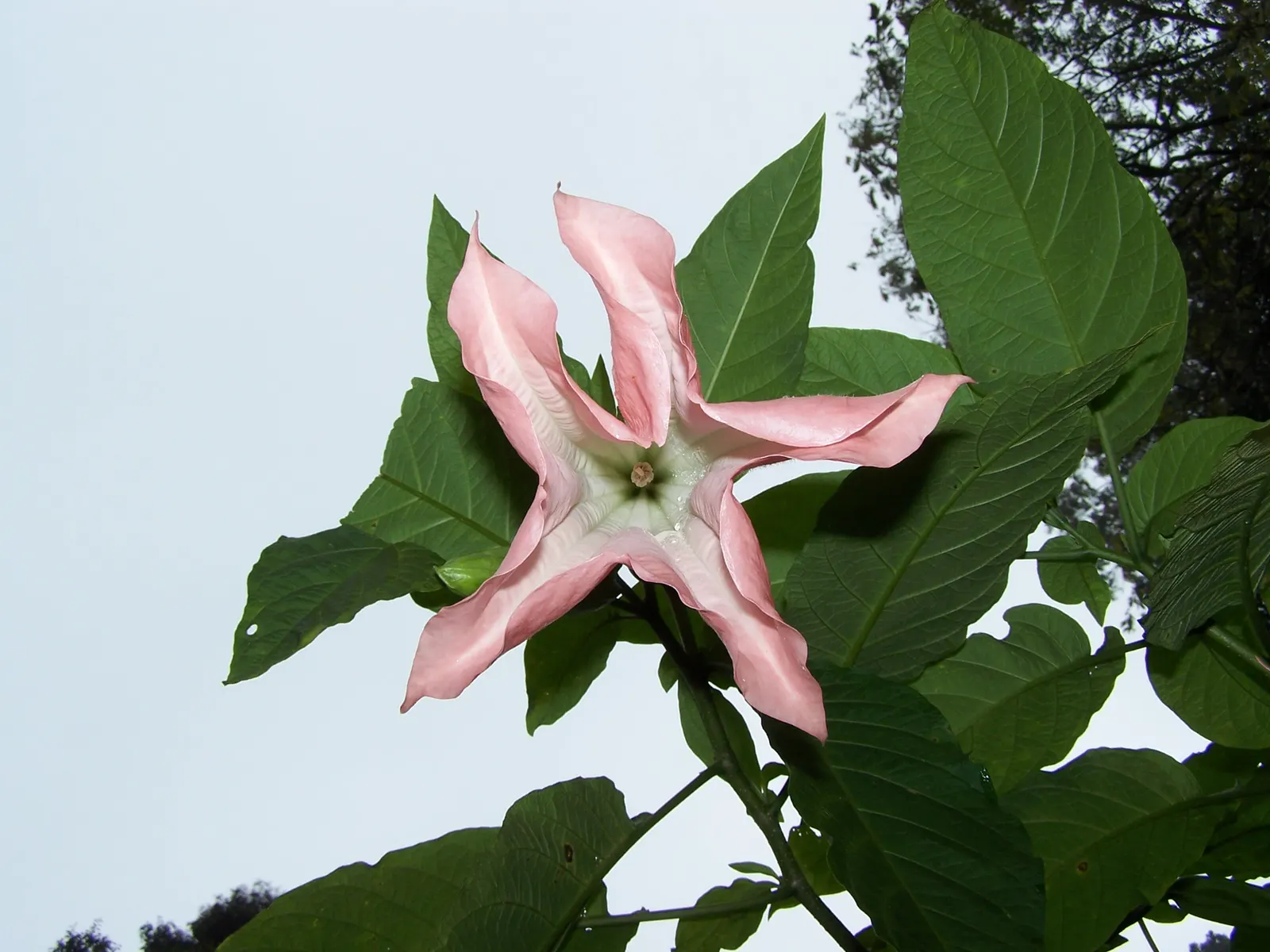 Ecuadorean Angel's Trumpet (Brugmansia Versicolor) — pendulous flowers that can grow up to 20 inches long
