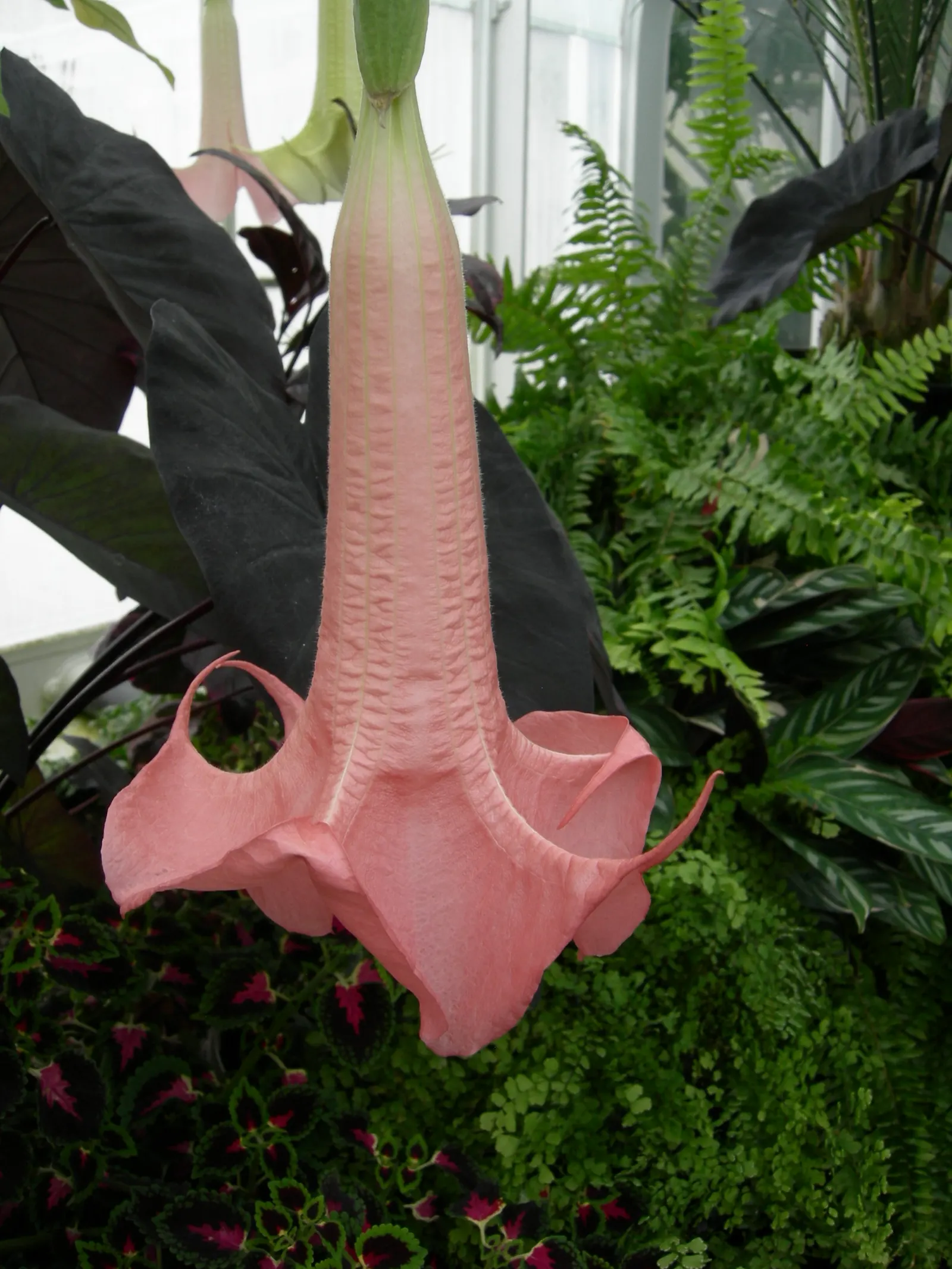 Ecuadorean Angel's Trumpet (Brugmansia Versicolor) — These trumpet-shaped blooms range from white to peach and enchant with a sweet fragrance