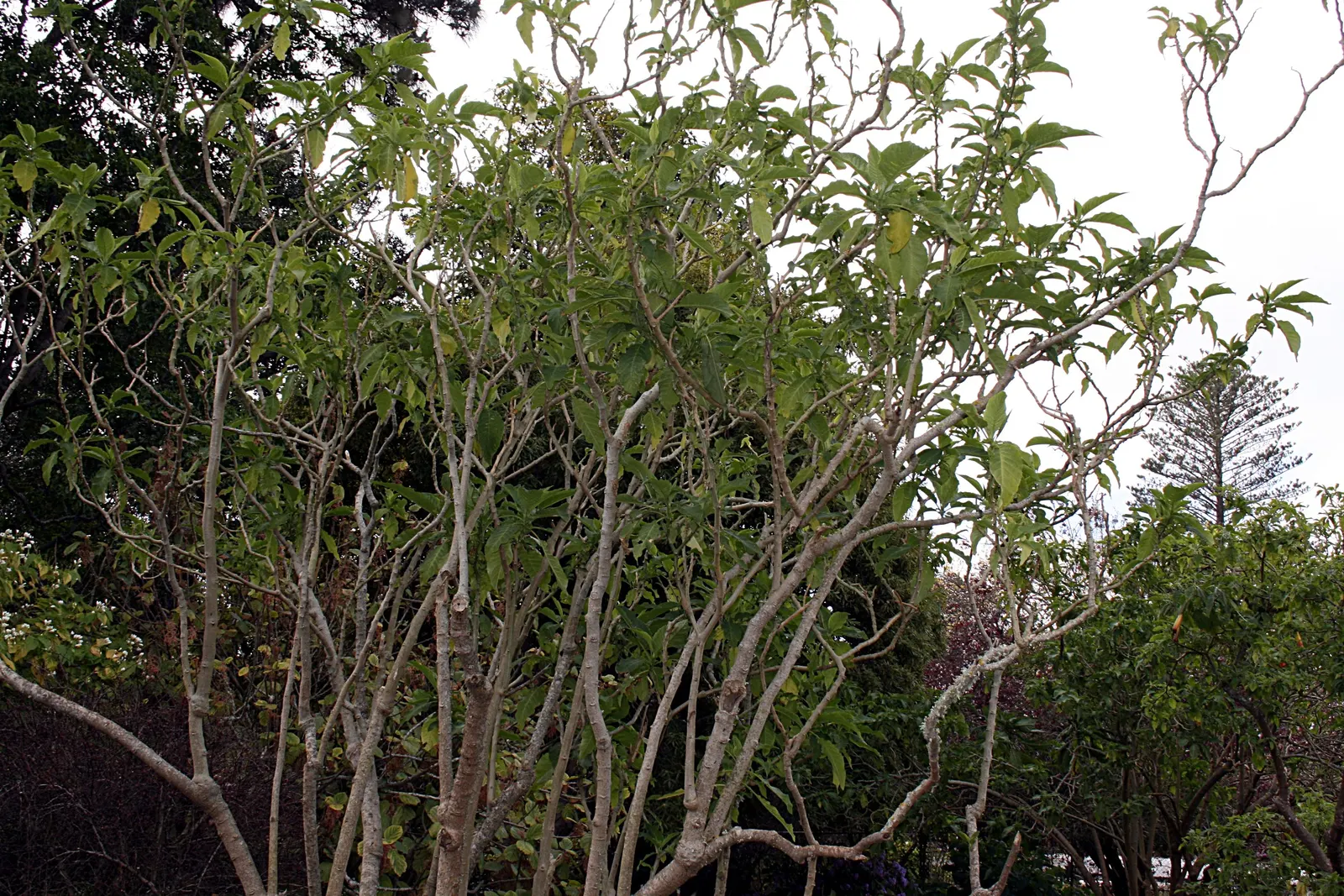 Ecuadorean Angel's Trumpet (Brugmansia Versicolor) — pendulous flowers which impressively adorn the plant