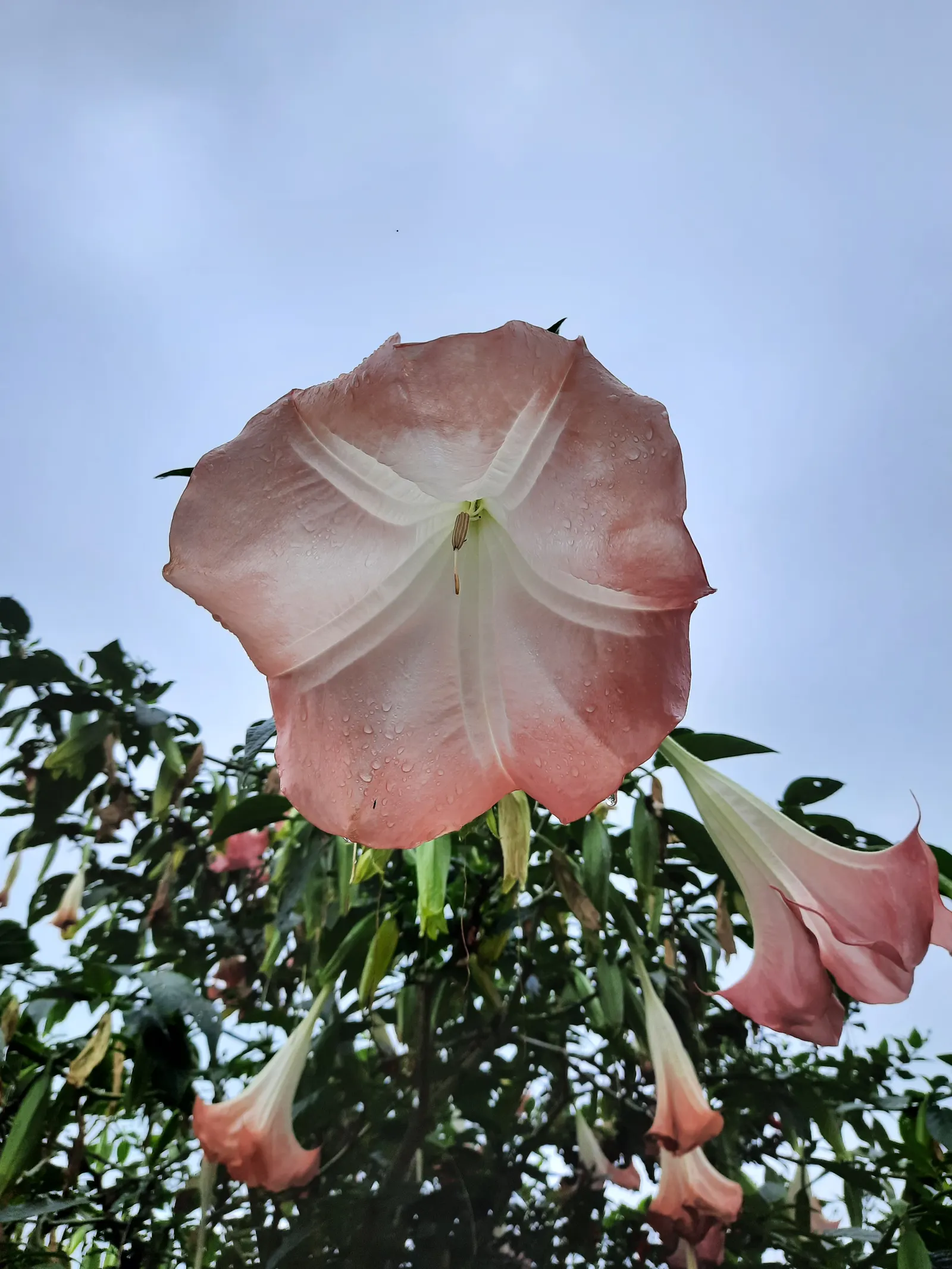 Ecuadorean Angel's Trumpet (Brugmansia Versicolor) — The Ecuadorian Angel's Trumpet