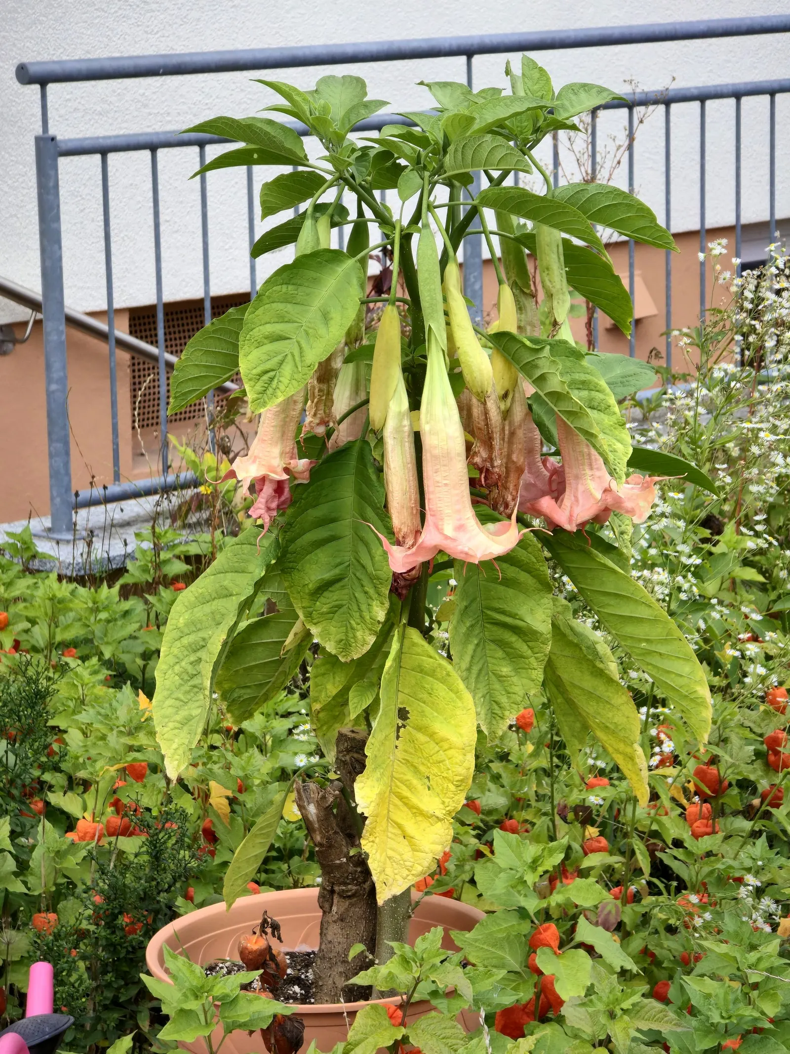 Ecuadorean Angel's Trumpet (Brugmansia Versicolor) — this shrub reaches heights of 10-16 feet with a spread up to 10 feet