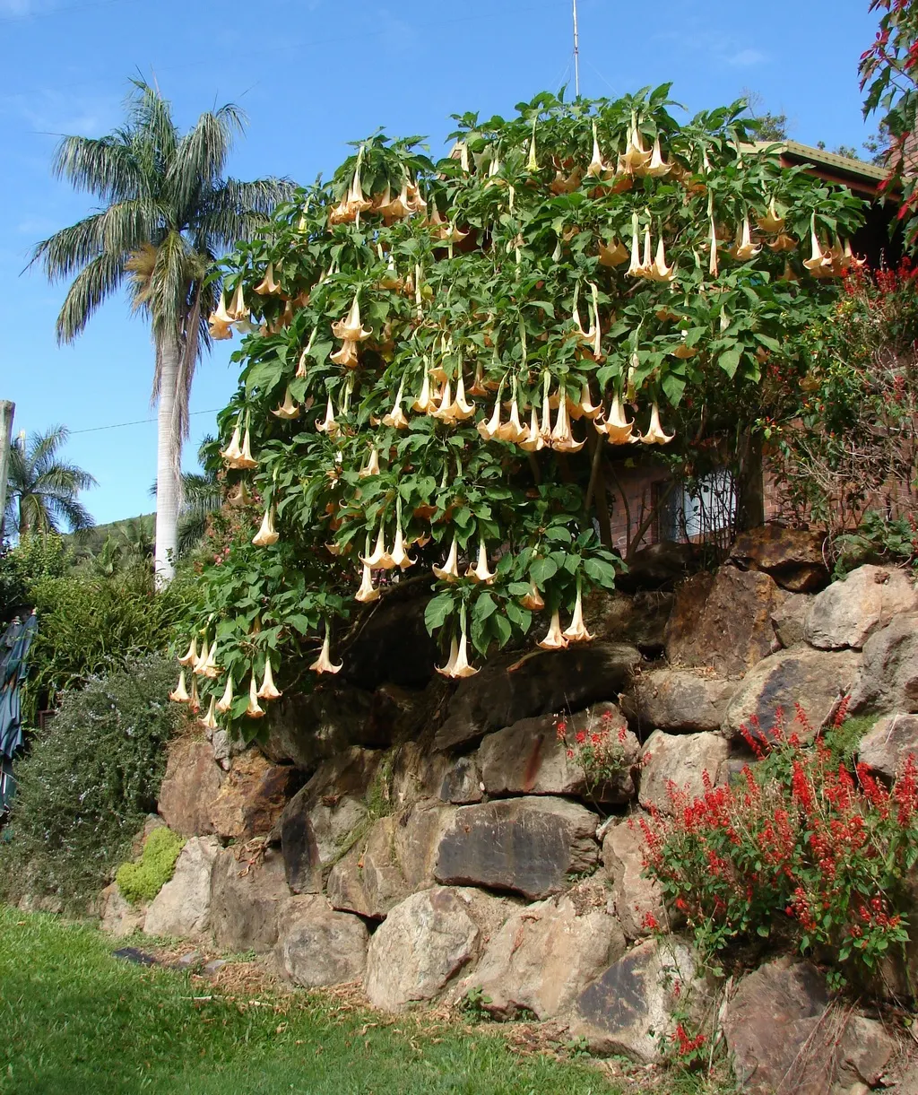 Ecuadorean Angel's Trumpet (Brugmansia Versicolor) — requiring well-drained soil and full to partial sun exposure