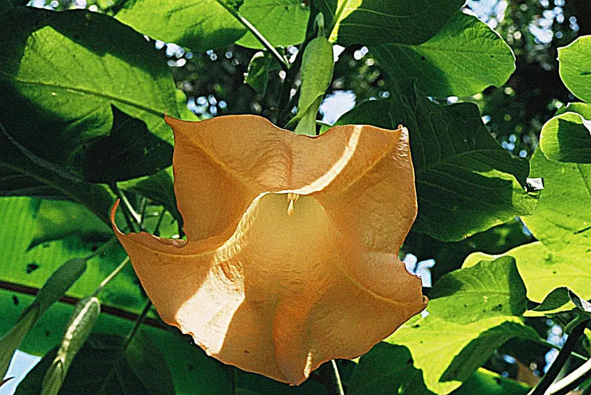 Ecuadorean Angel's Trumpet (Brugmansia Versicolor) — Handle with care, as all parts are toxic if ingested