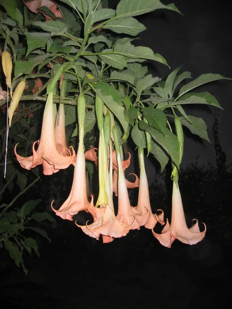 Ecuadorean Angel's Trumpet (Brugmansia Versicolor) — Ideal for USDA zones 9-11