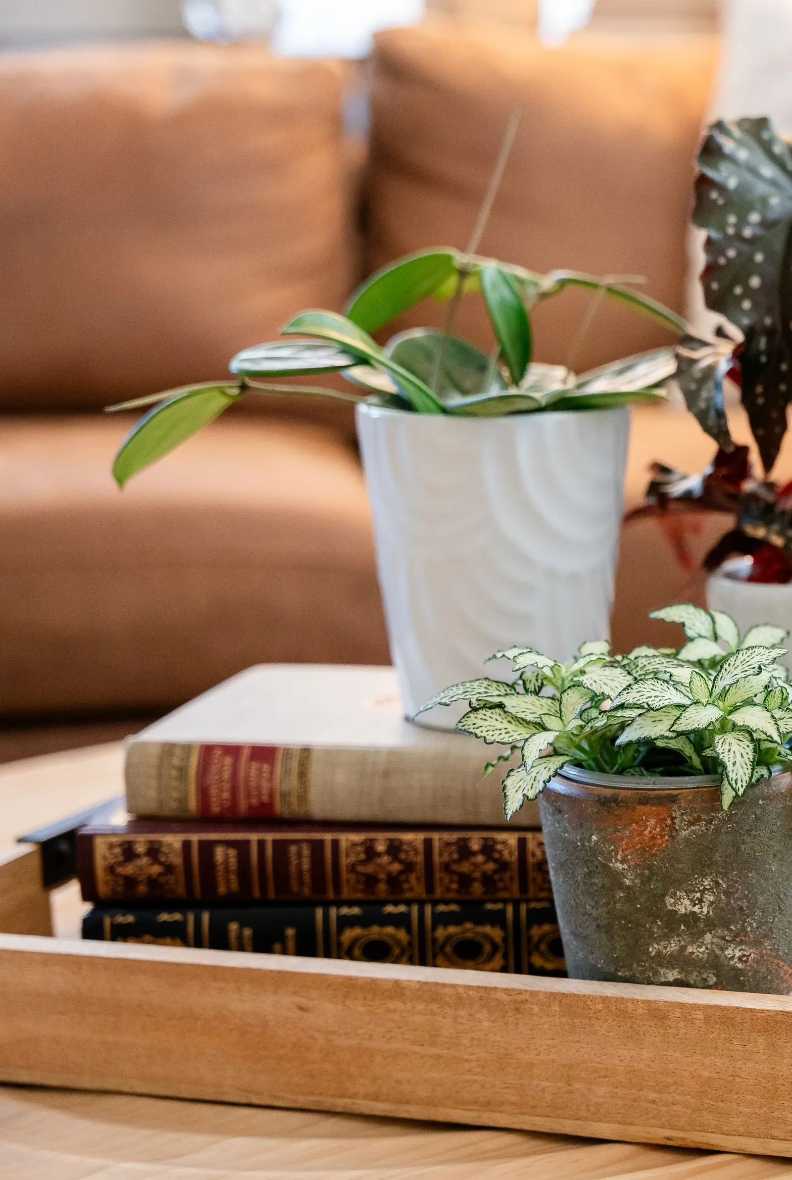 Vangviengiensis Wax Vine (Hoya hybrid) — The Hoya hybrid 'Vangviengiensis' is a rare wax vine with glossy medium-green