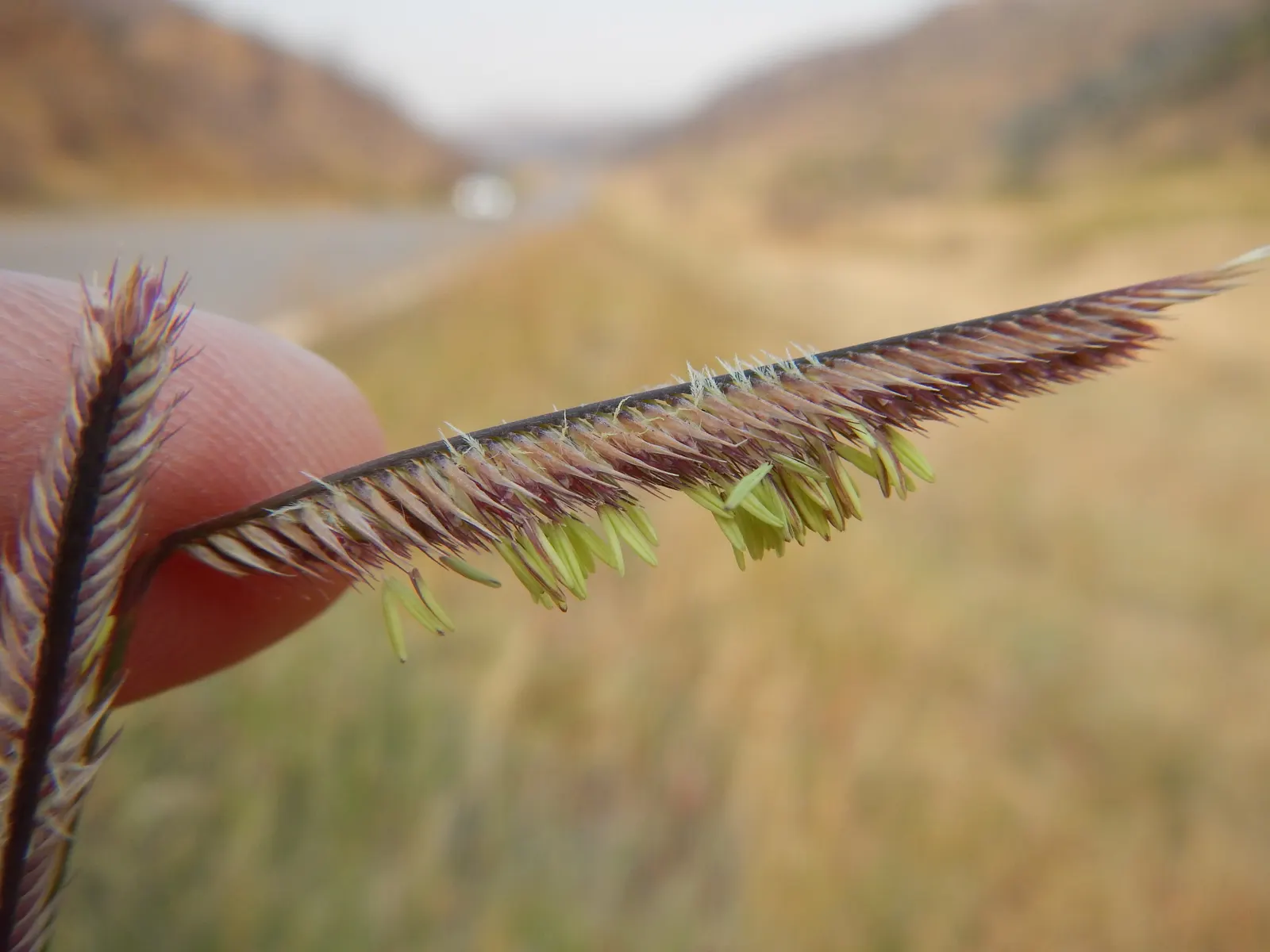 Mosquito Grass (Bouteloua Gracilis) — This perennial grass boasts fine-textured; blue-green foliage and unique, image 50