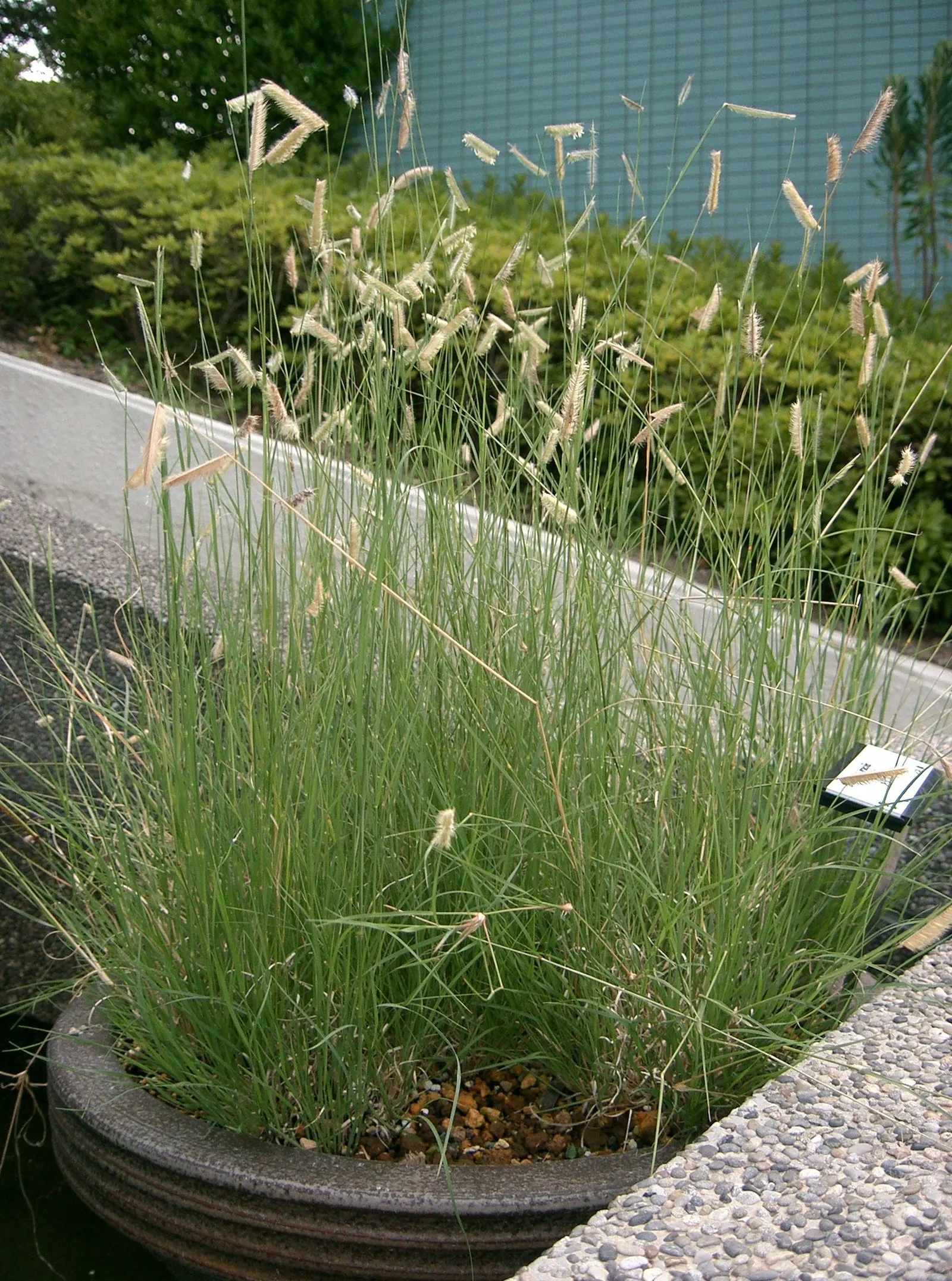 Mosquito Grass (Bouteloua Gracilis) — Drought-tolerant once established, it prefers full sun and well-drained soils; is a perennial grass that, image 53