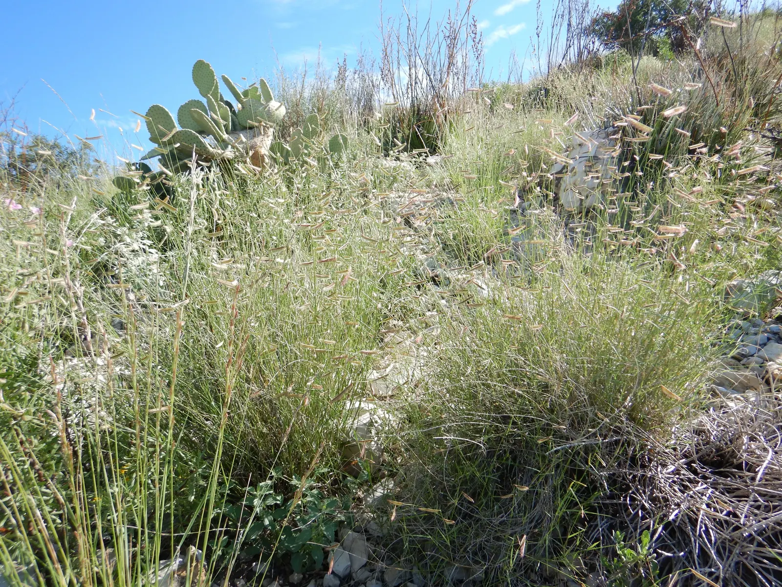 Mosquito Grass (Bouteloua Gracilis) — horizontally held seed heads; rarely exceeding a height of 18 to 24 inches