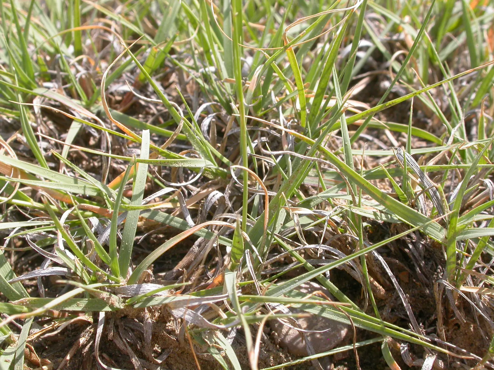Mosquito Grass (Bouteloua Gracilis) — consider using it en masse for a textured ground cover; grass for full or half