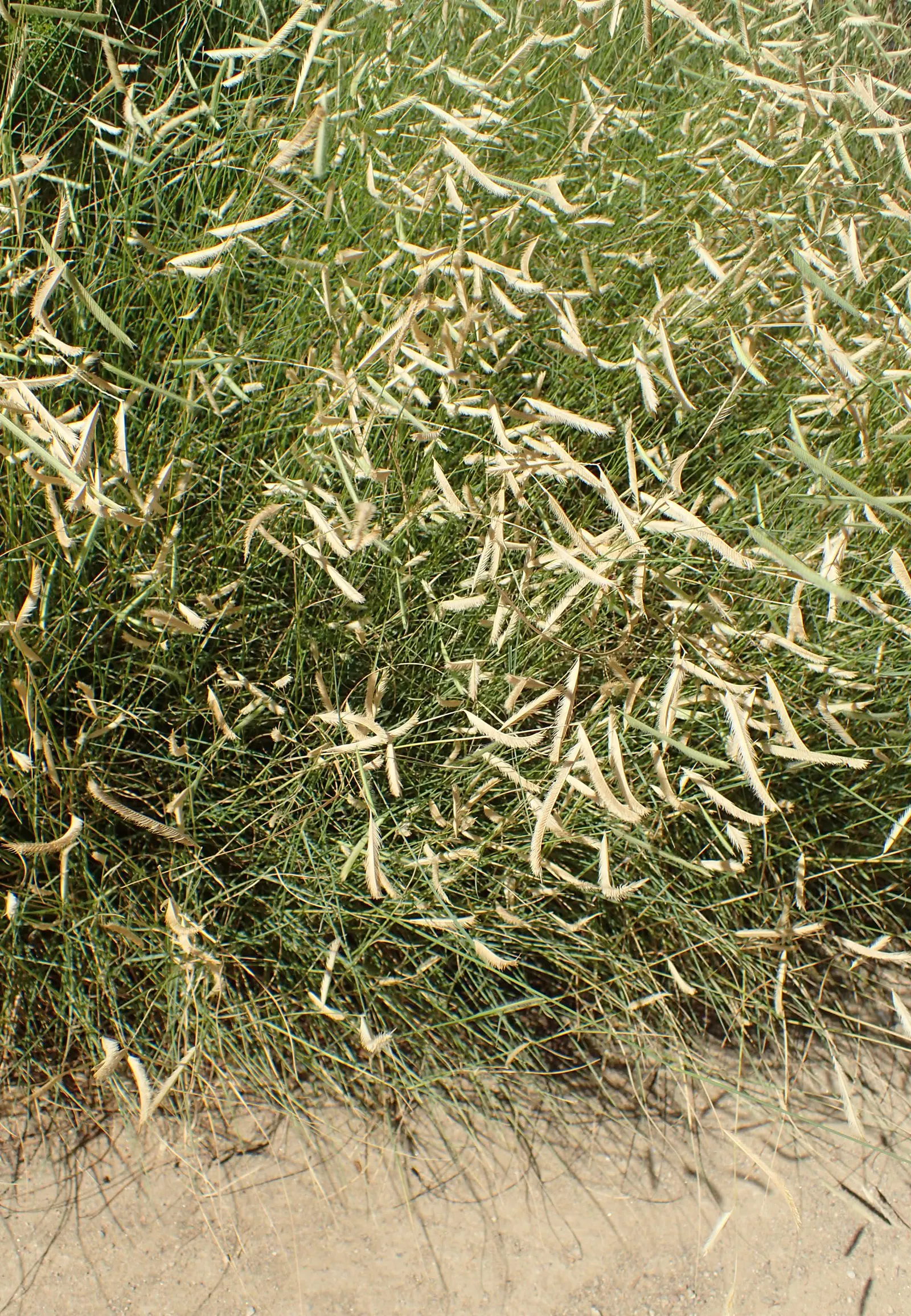 Mosquito Grass (Bouteloua Gracilis) — yellow flowers in the garden; commonly referred to as Mosquito Grass