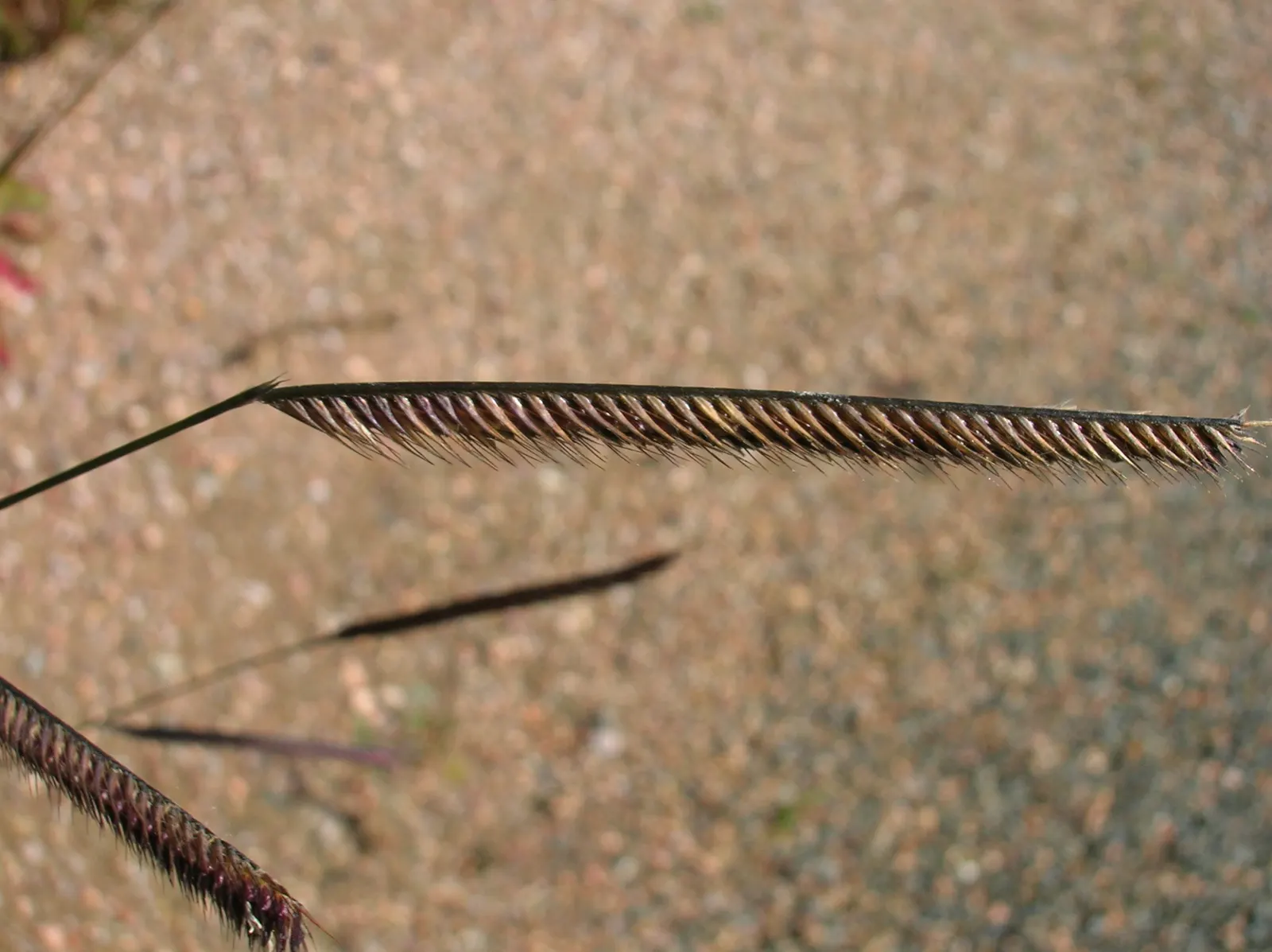Mosquito Grass (Bouteloua Gracilis) — Bouteloua gracilis, commonly known as Mosquito Grass, thrives in USDA Zones 4-9; in summer, unique, image 49