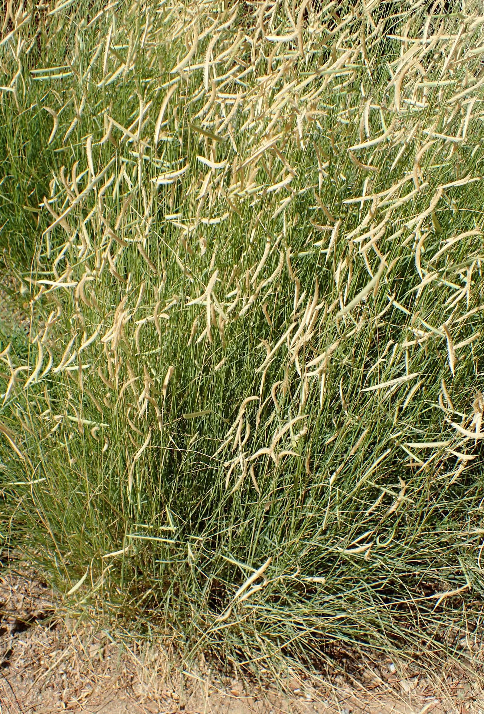 Mosquito Grass (Bouteloua Gracilis) — where its deep root system can establish drought tolerance - ideal for water-conserving landscapes; the dense growth