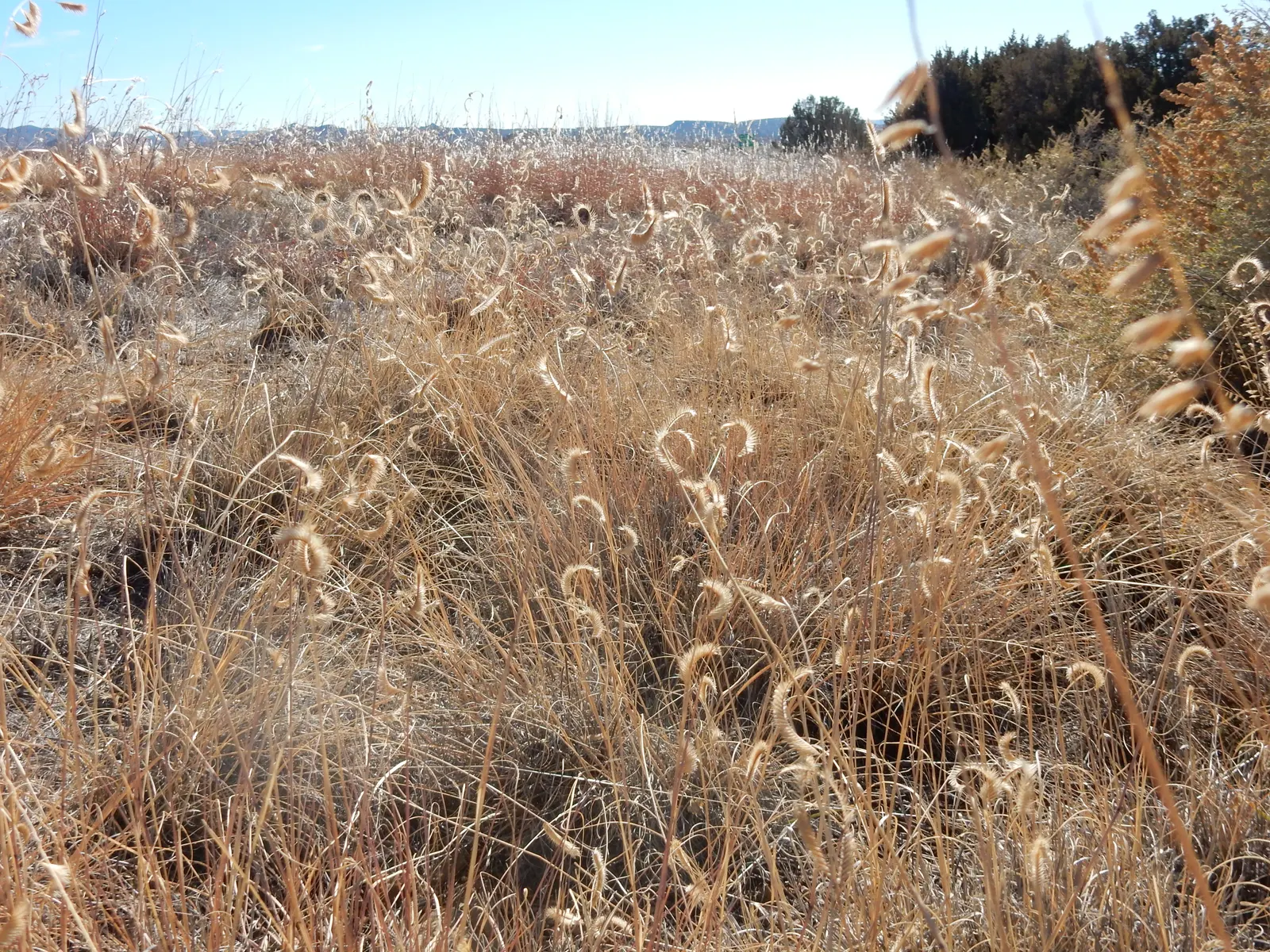 Mosquito Grass (Bouteloua Gracilis) — Rarely exceeding a height of 18 to 24 inches; horizontally held seed heads