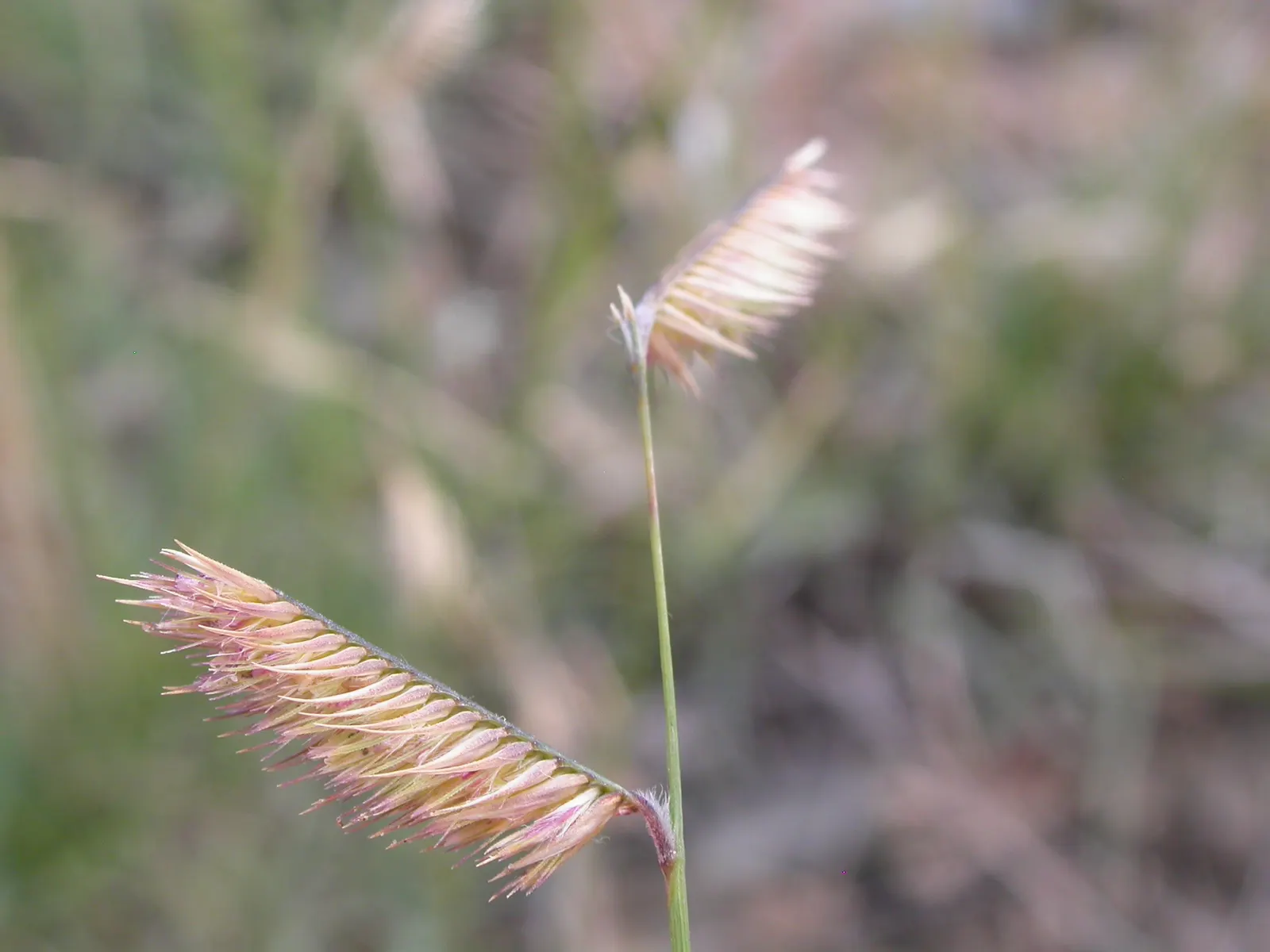 Mosquito Grass (Bouteloua Gracilis) — it demands minimal maintenance
