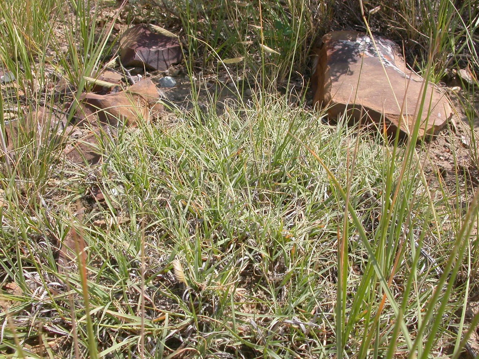Mosquito Grass (Bouteloua Gracilis) — The dense growth habit of Mosquito Grass can also suppress weeds; where its deep root system can establish drought