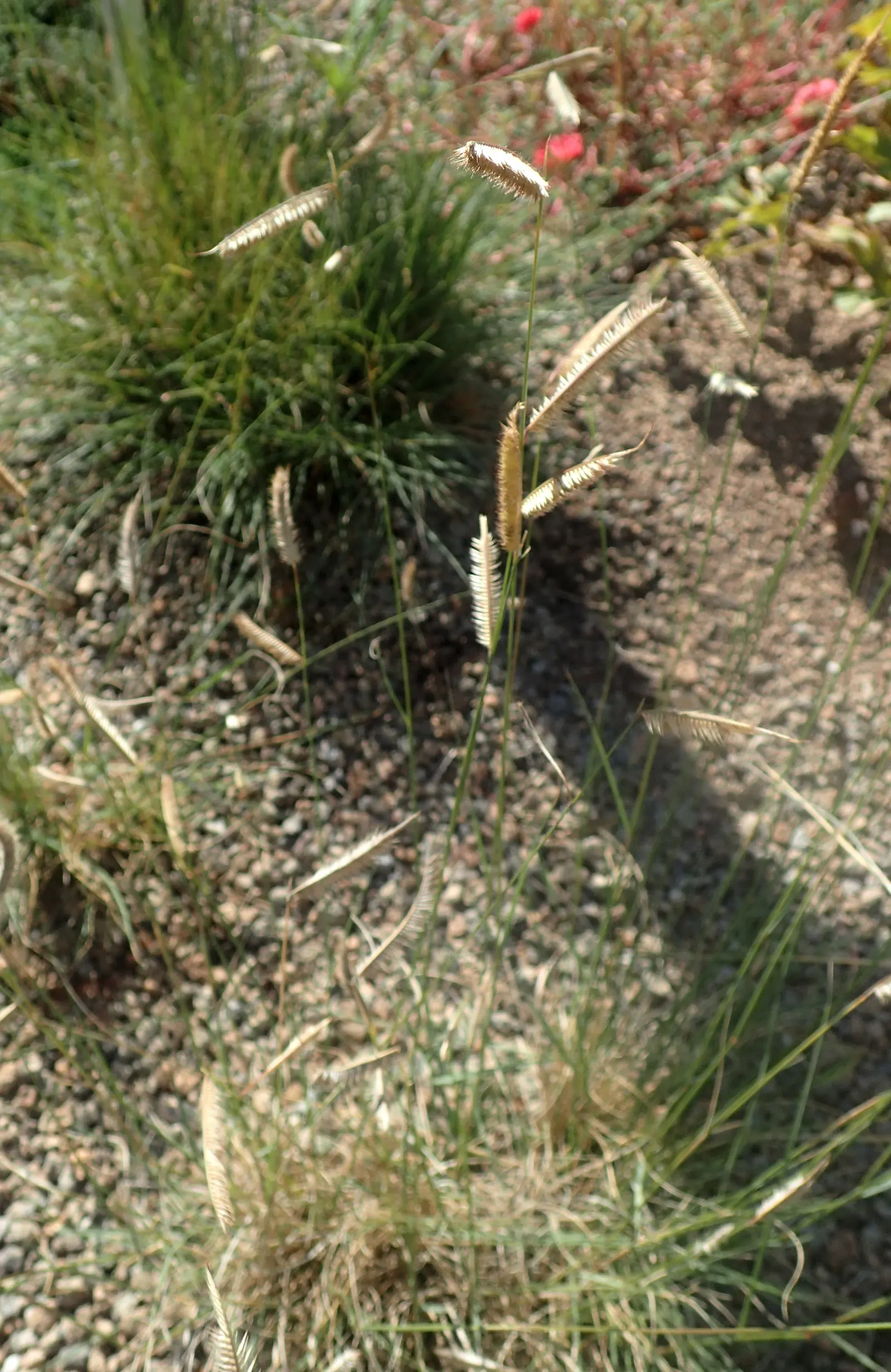 Mosquito Grass (Bouteloua Gracilis) — blue-green foliage and unique; this perennial grass boasts fine-textured