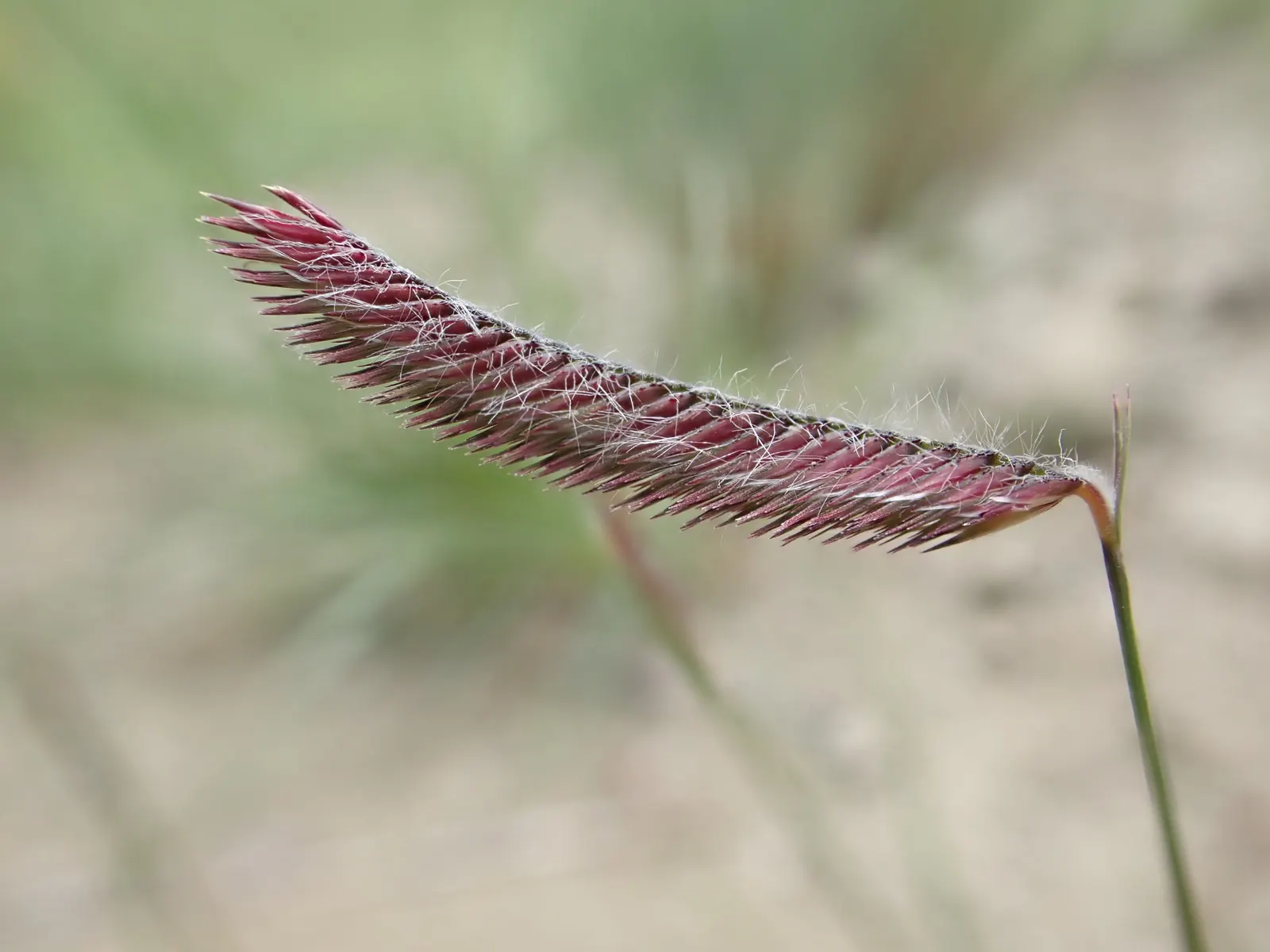 Mosquito Grass (Bouteloua Gracilis) — This perennial grass boasts fine-textured