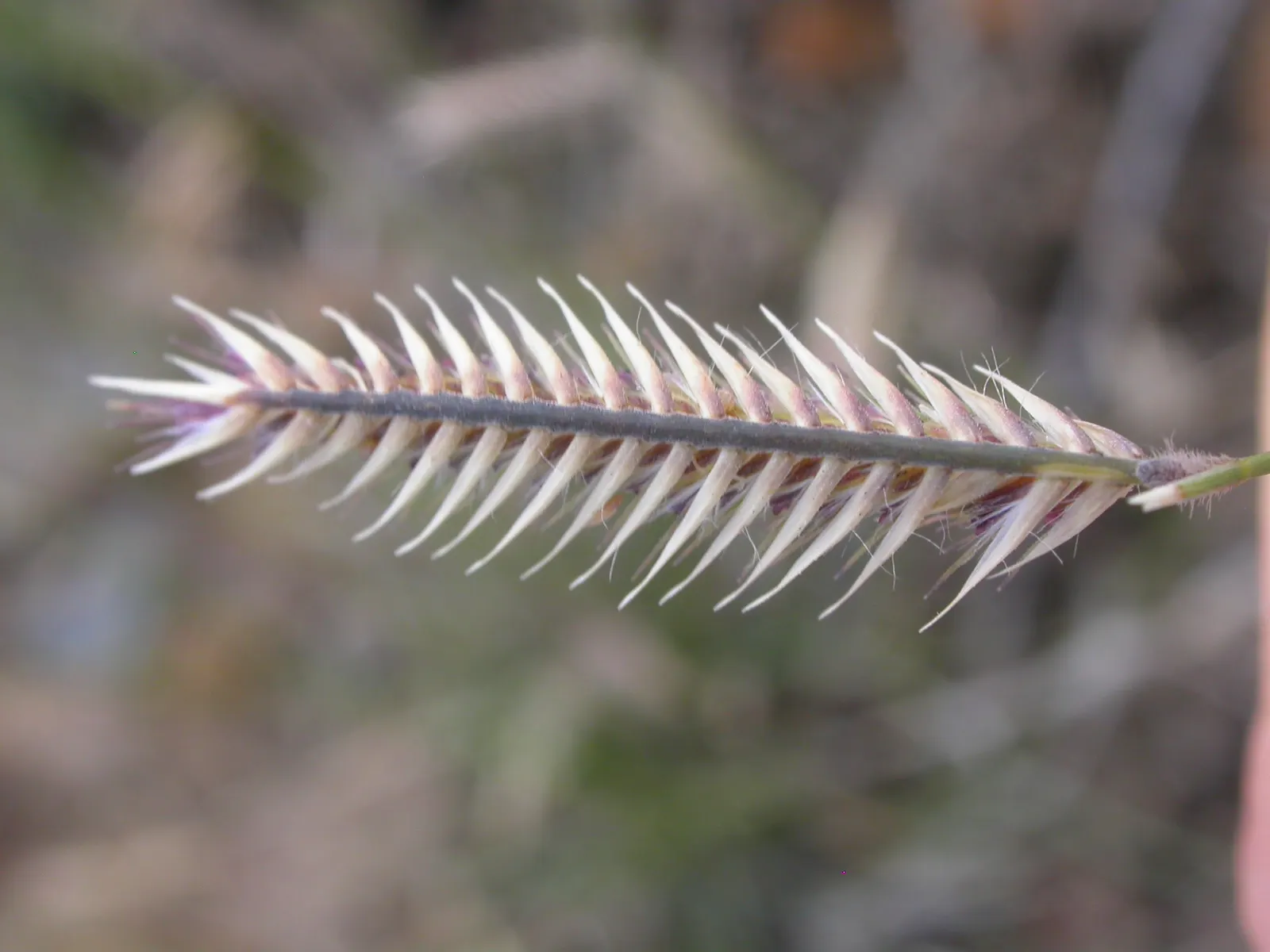 Mosquito Grass (Bouteloua Gracilis) — it demands minimal maintenance; blue-green foliage reaching a height of 18-24 inches and a spread of 12-15 inches