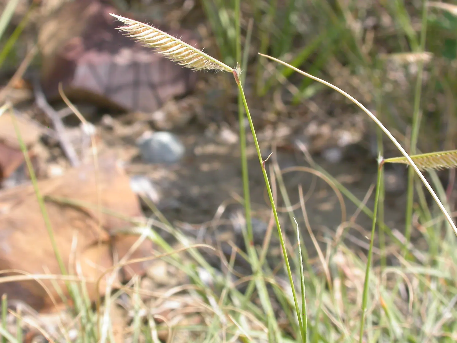 Mosquito Grass (Bouteloua Gracilis) — Bouteloua gracilis, commonly known as Mosquito Grass, thrives in USDA Zones 4-9