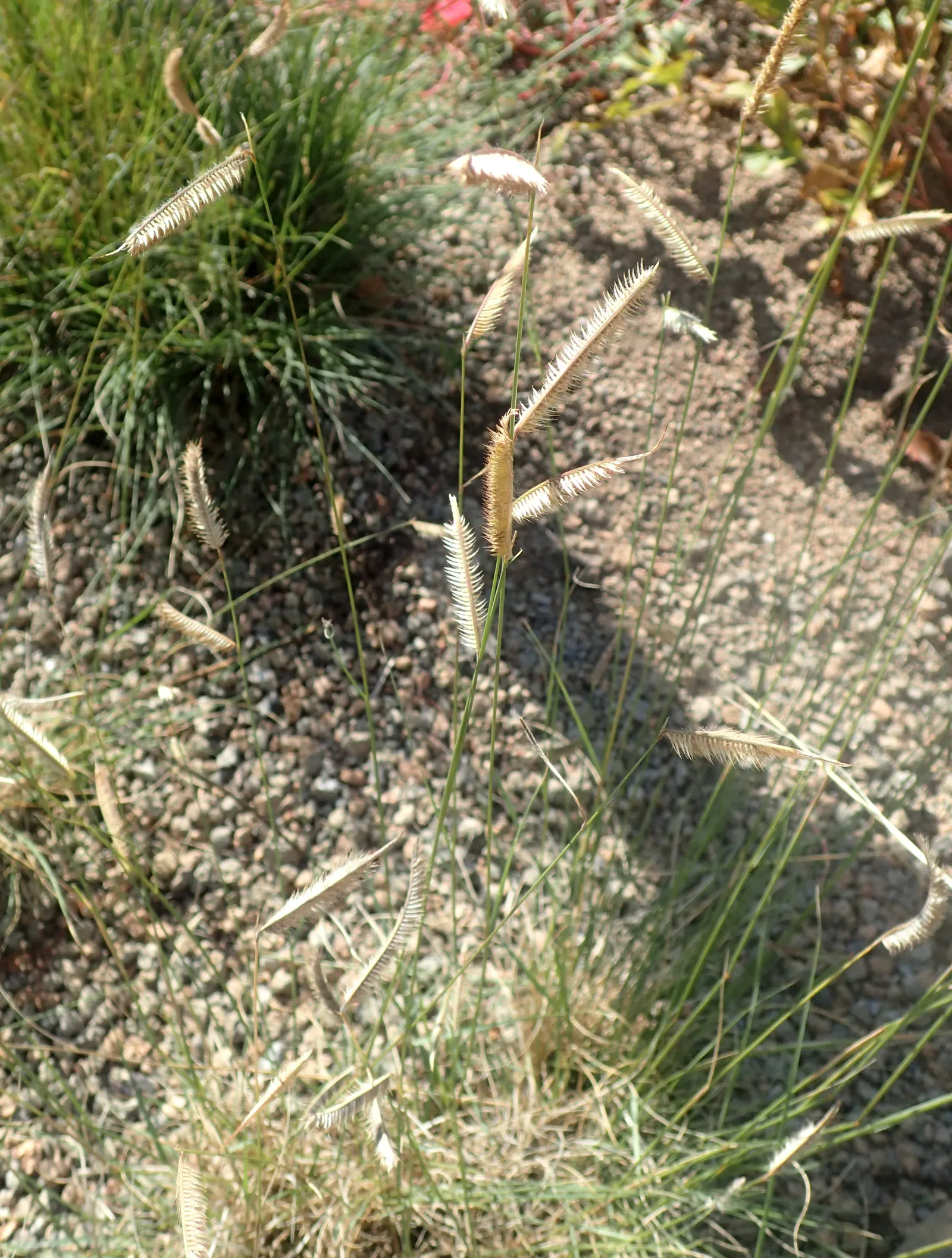 Mosquito Grass (Bouteloua Gracilis) — which resemble feathered mosquitoes; requiring at least six hours of direct sunlight each day