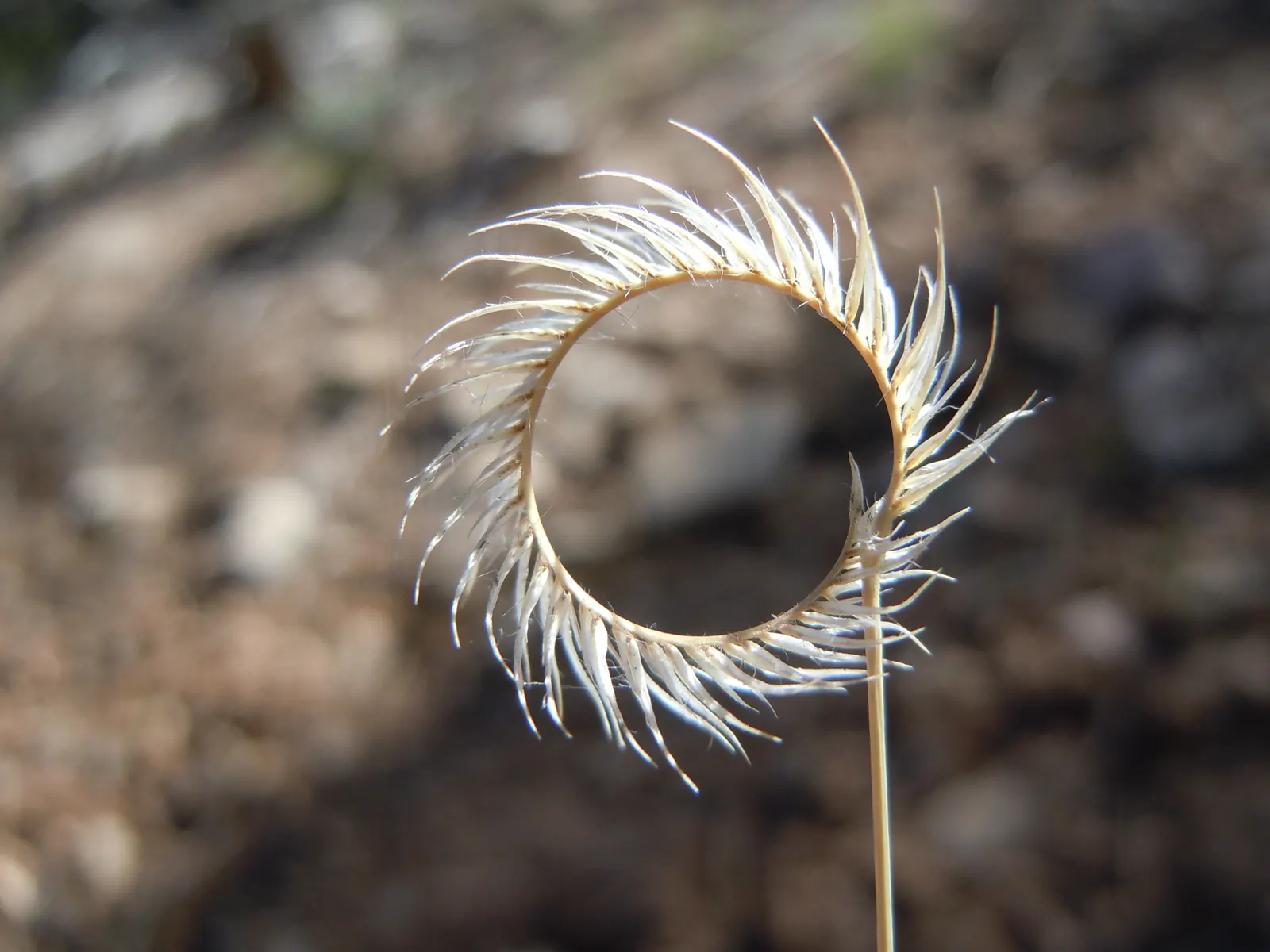 Mosquito Grass (Bouteloua Gracilis) — grass for full or half; consider using it en masse for a textured ground cover