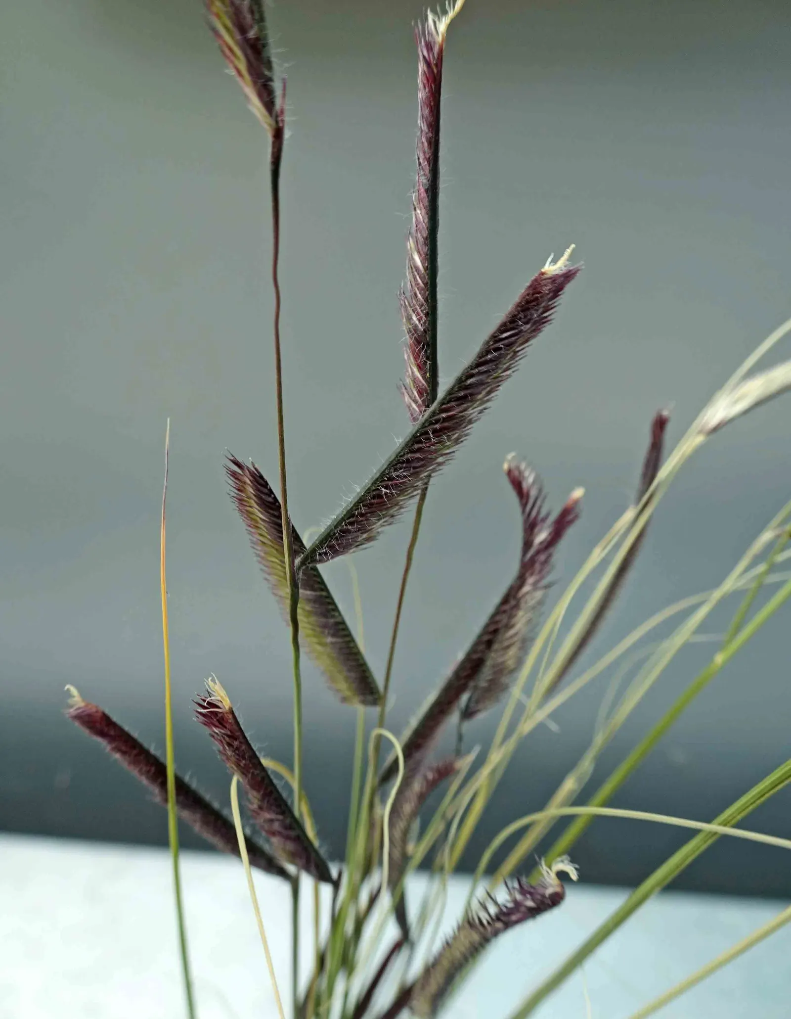Mosquito Grass (Bouteloua Gracilis) — Ideal for xeriscaping, accent planting, or as a low border, it adds movement and texture to the landscape, image 54