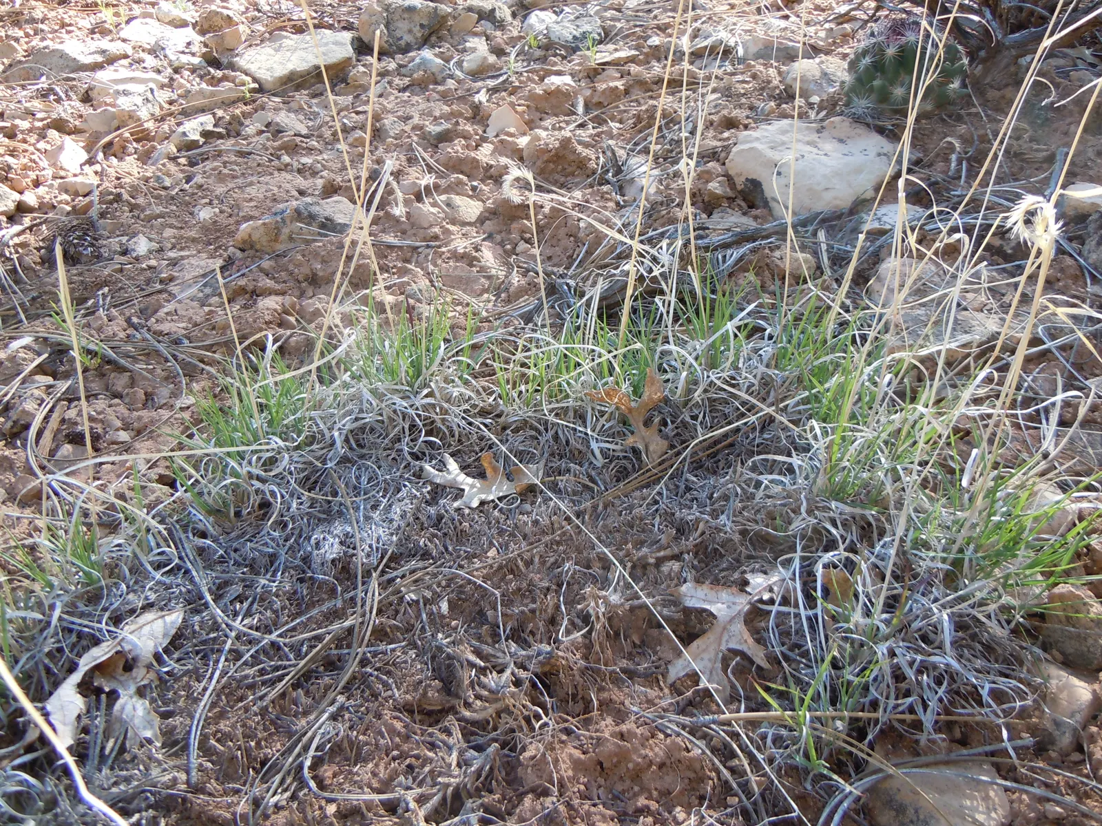 Mosquito Grass (Bouteloua Gracilis) — grass with yellow blooms; giving rise to its common name.<br><br>Mosquito Grass thrives in USDA hardiness zones 4 through