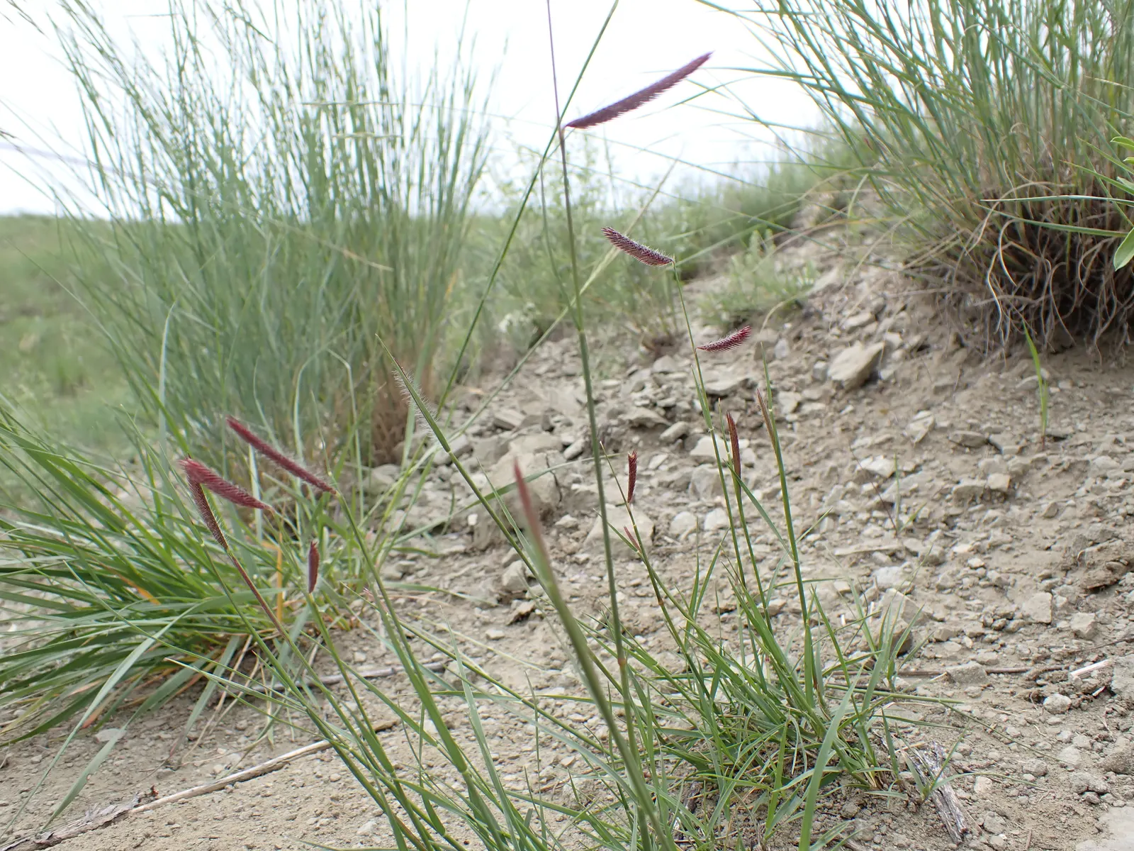 Mosquito Grass (Bouteloua Gracilis) — blue-green foliage reaching a height of 18-24 inches and a spread of 12-15 inches; it demands minimal maintenance