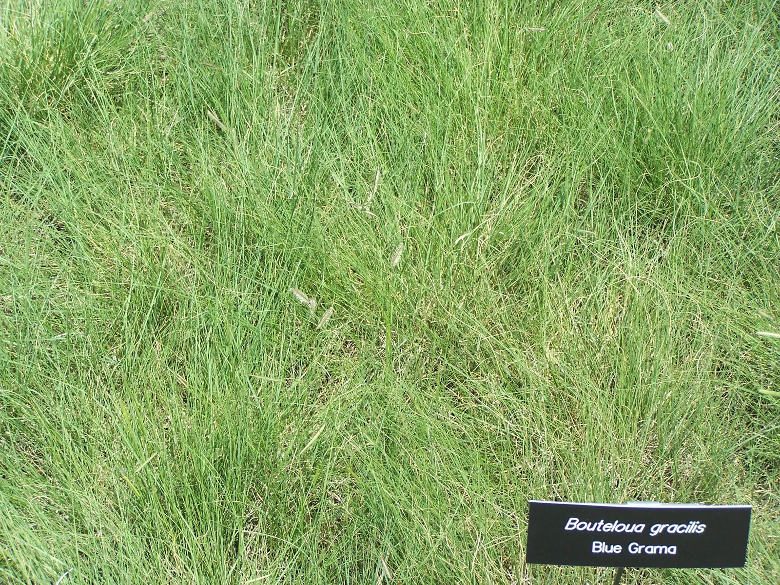 Mosquito Grass (Bouteloua Gracilis) — commonly referred to as Mosquito Grass; yellow flowers in the garden