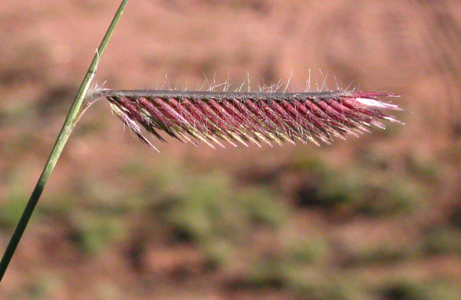 Mosquito Grass (Bouteloua Gracilis) — giving rise to its common name.<br><br>Mosquito Grass thrives in USDA hardiness zones 4 through 9; grass with yellow