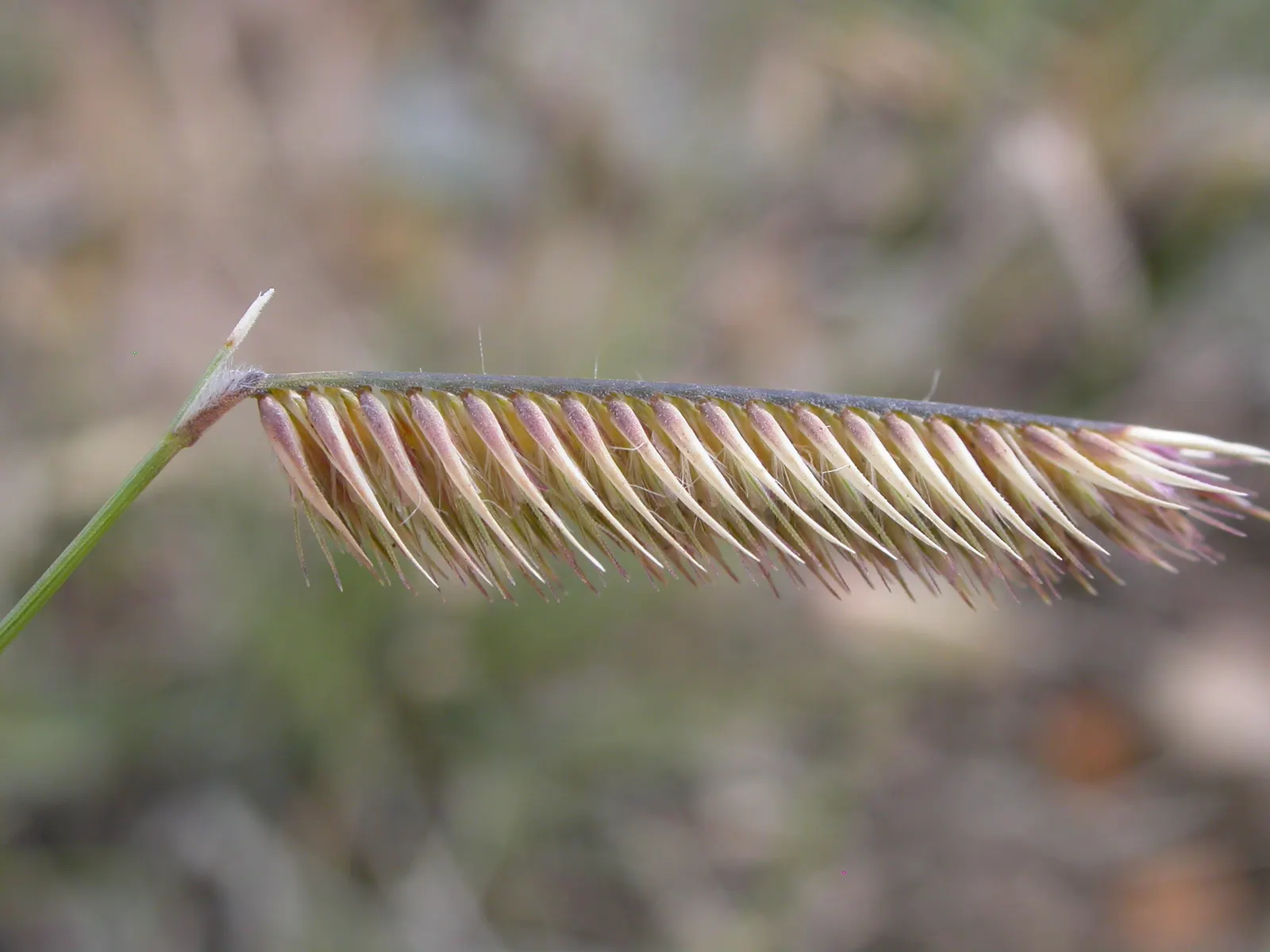 Mosquito Grass (Bouteloua Gracilis) — requiring at least six hours of direct sunlight each day; which resemble feathered mosquitoes