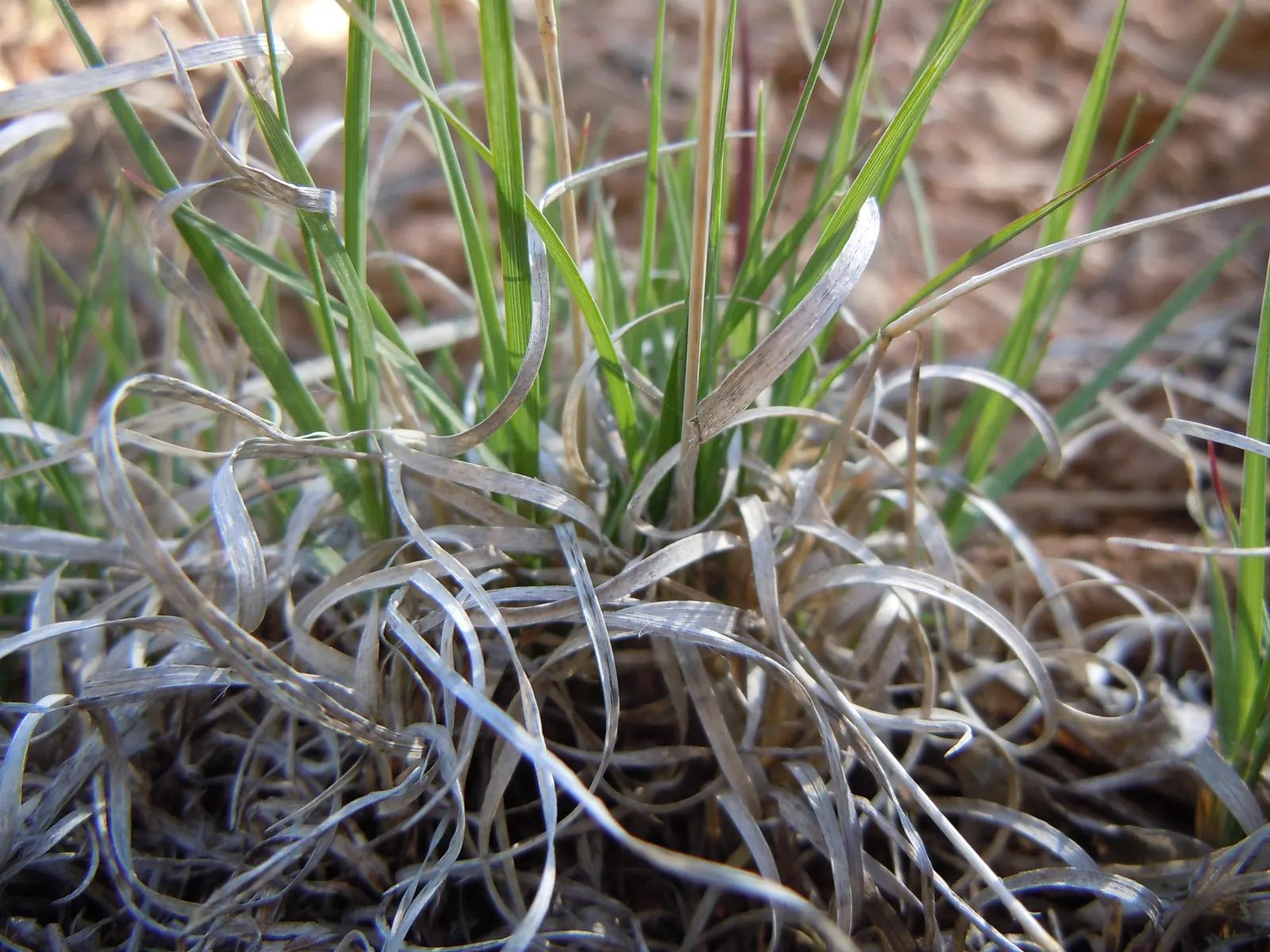 Mosquito Grass (Bouteloua Gracilis) — It acts as a larval host for butterflies and provides seeds for birds; this ornamental grass is celebrated for its