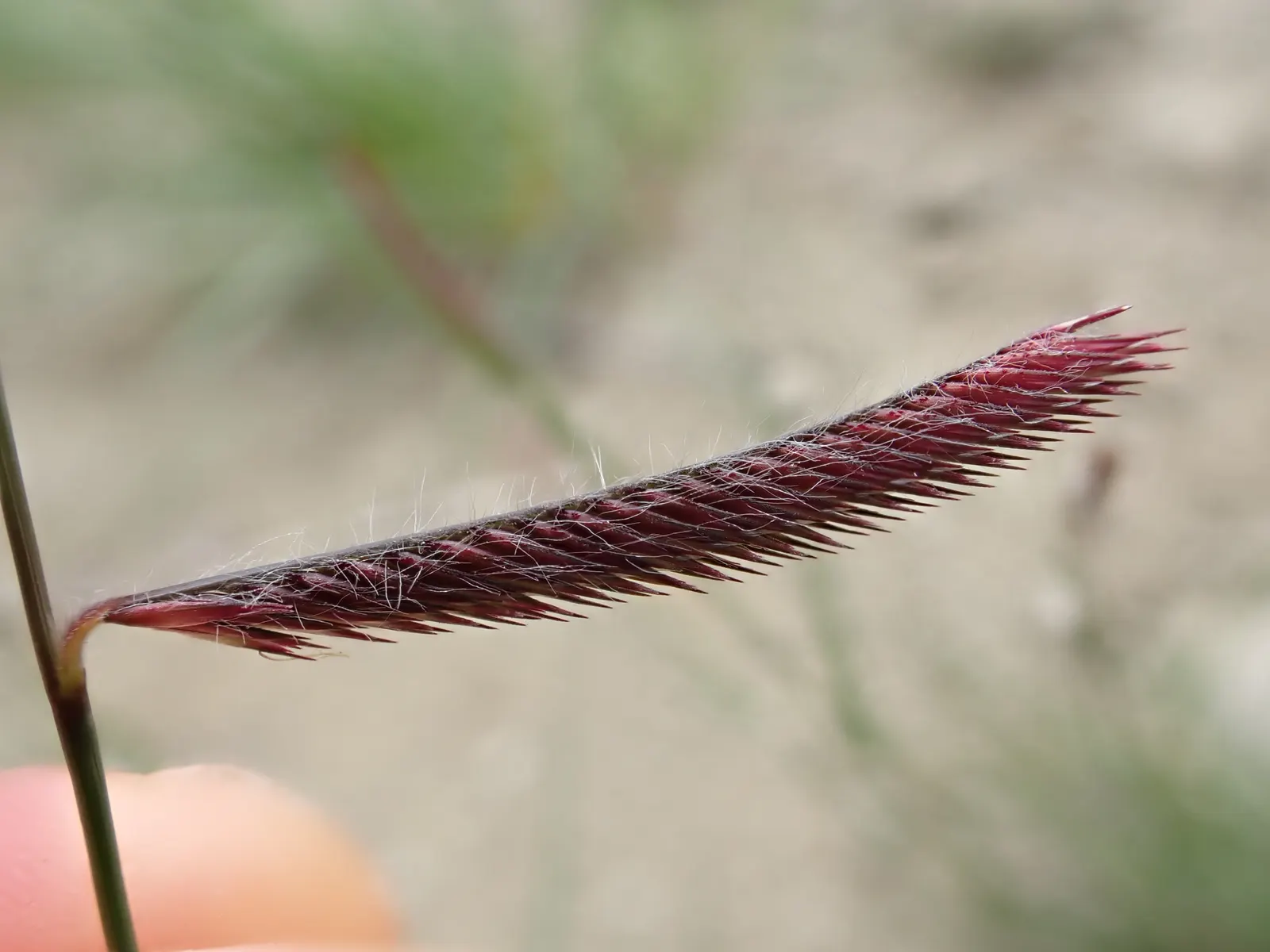 Mosquito Grass (Bouteloua Gracilis) — Drought-tolerant once established, it prefers full sun and well-drained soils; is a perennial grass that serves as an