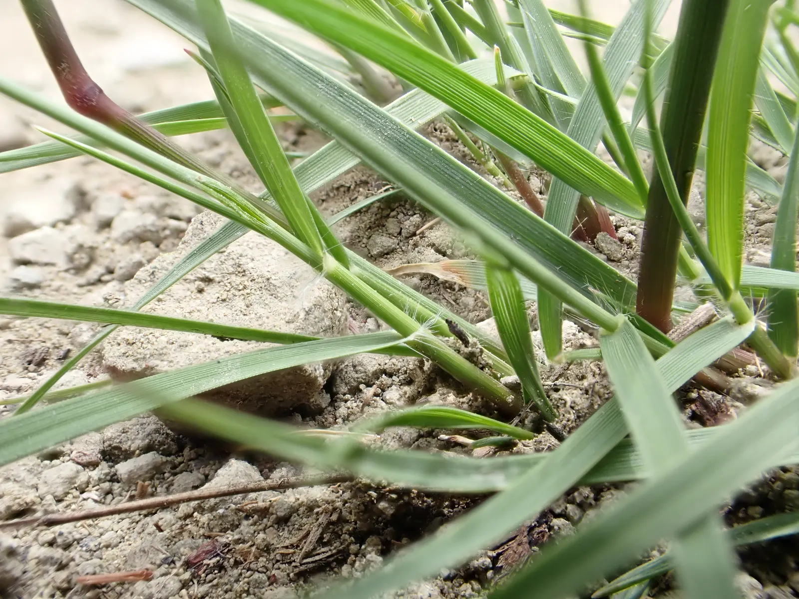 Mosquito Grass (Bouteloua Gracilis) — Ideal for xeriscaping, accent planting, or as a low border, it adds movement and texture to the landscape; showcasing its