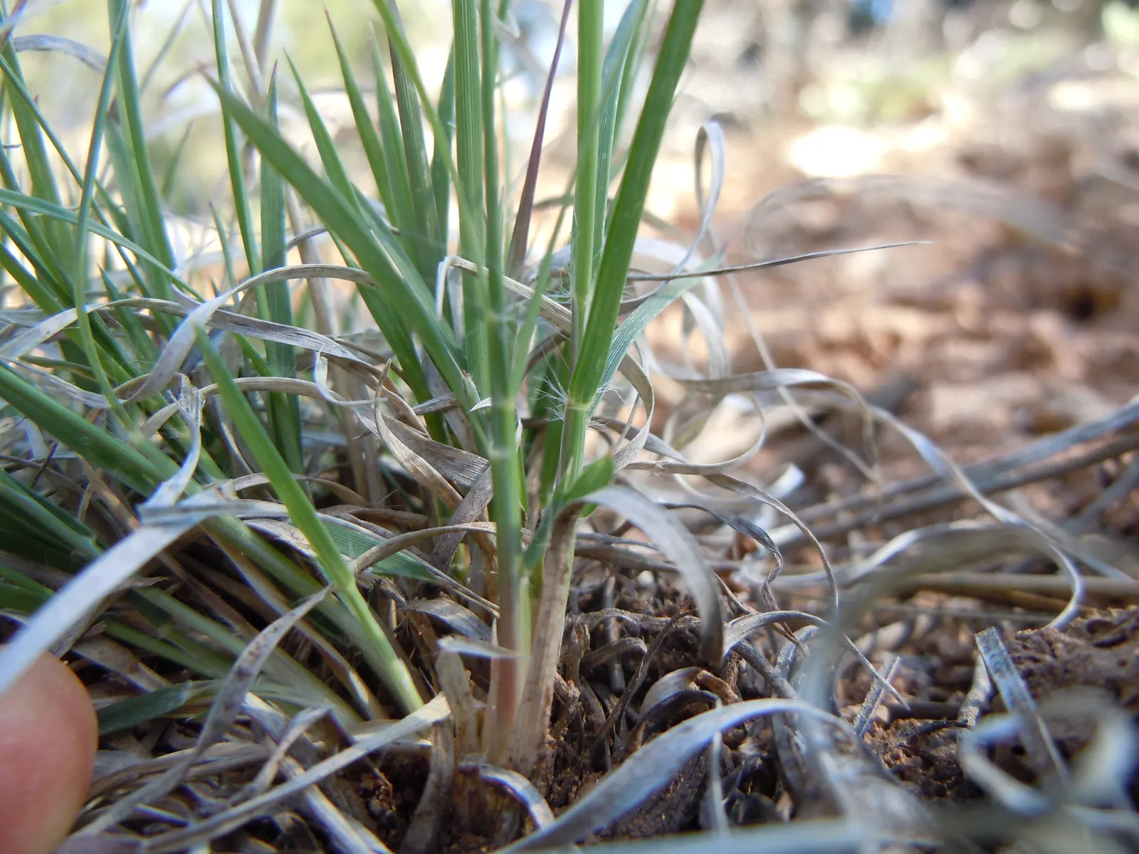 Mosquito Grass (Bouteloua Gracilis) — showcasing its adaptability to a variety of climates; ideal for xeriscaping, accent planting, or as a low border, it adds