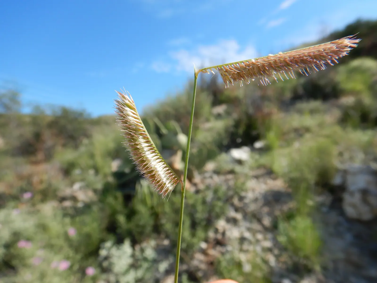 Mosquito Grass (Bouteloua Gracilis) — this ornamental grass is celebrated for its fine-textured; it acts as a larval host for butterflies and provides seeds