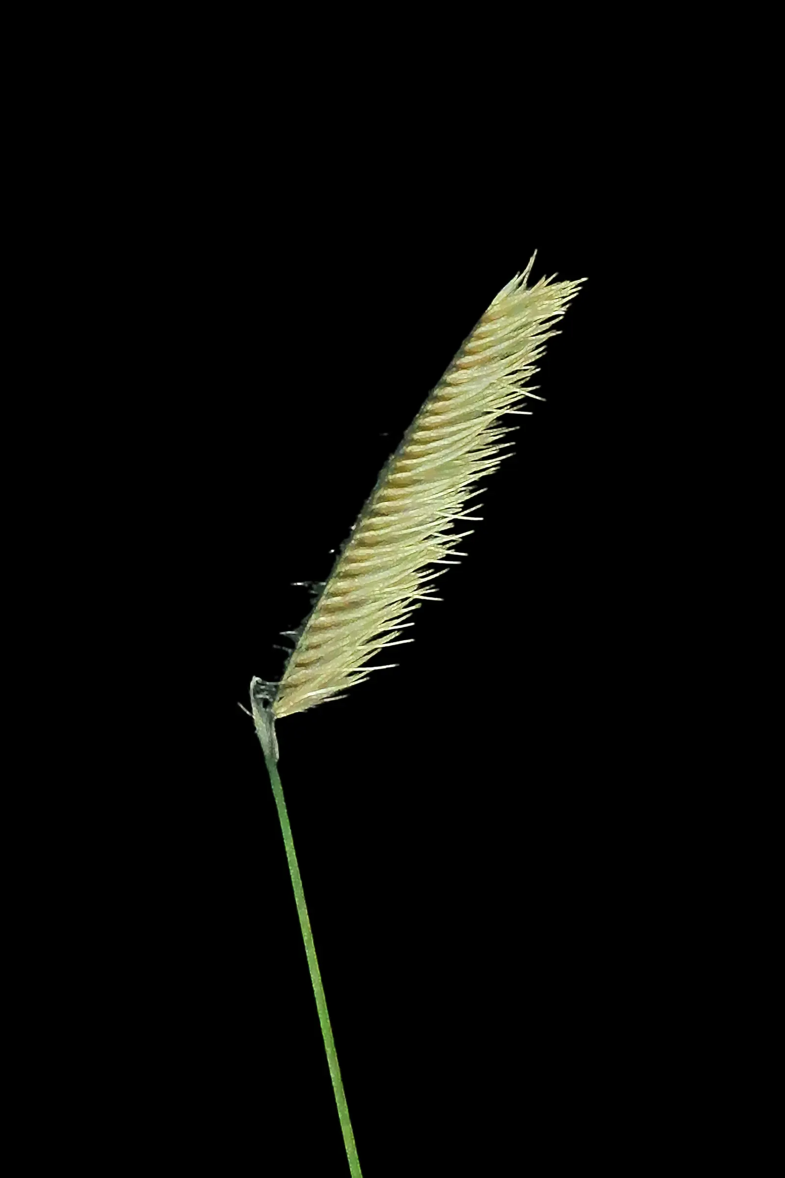 Mosquito Grass (Bouteloua Gracilis) — where its deep root system can establish drought tolerance - ideal for water-conserving landscapes