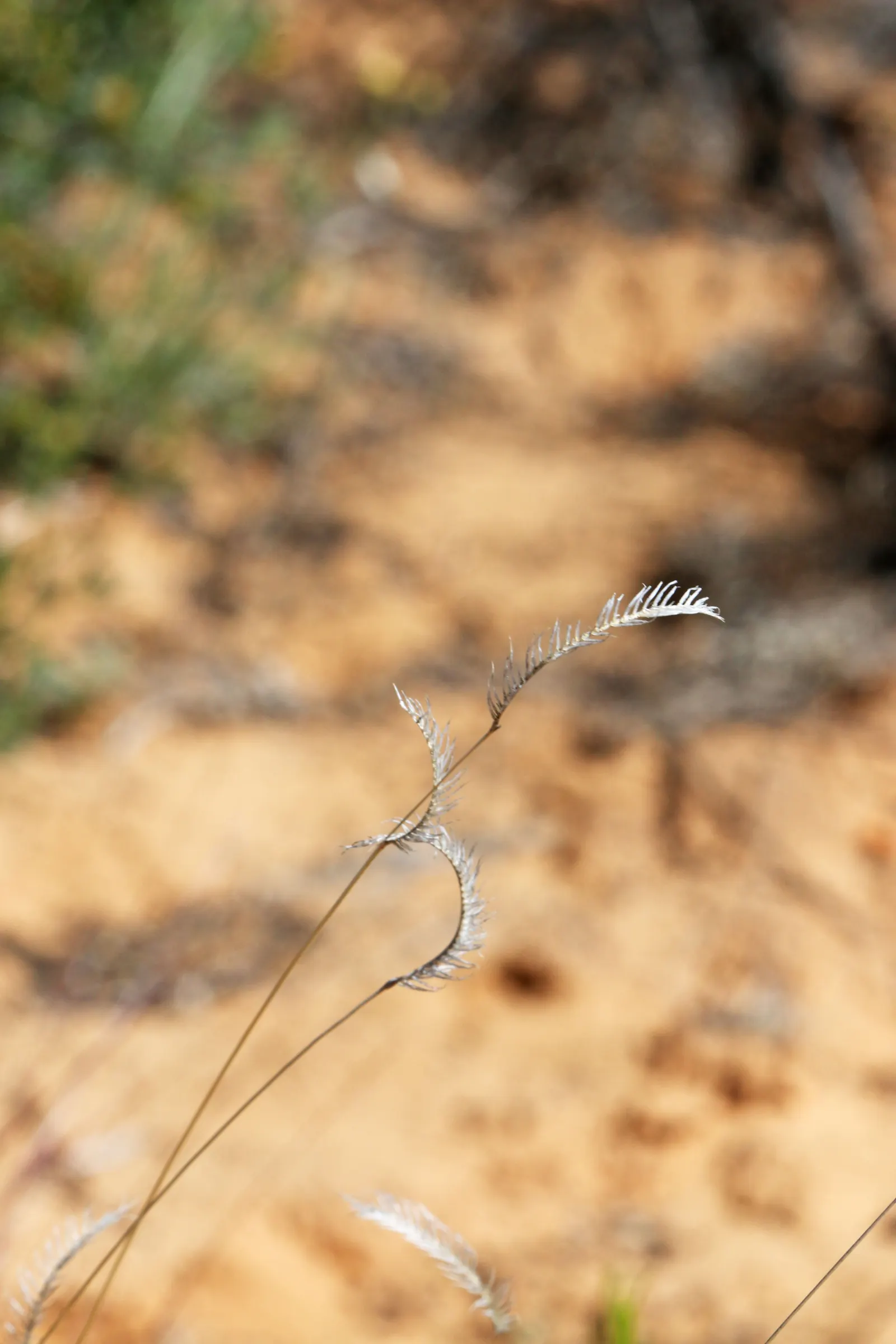 Mosquito Grass (Bouteloua Gracilis) — yellow flowers in the garden