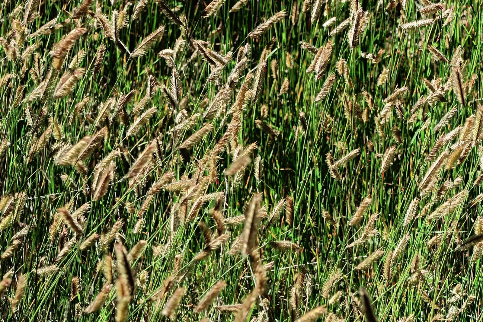Mosquito Grass (Bouteloua Gracilis) — In summer, unique, eye-catching seed heads resembling mosquito larvae appear; bouteloua gracilis, commonly, image 52