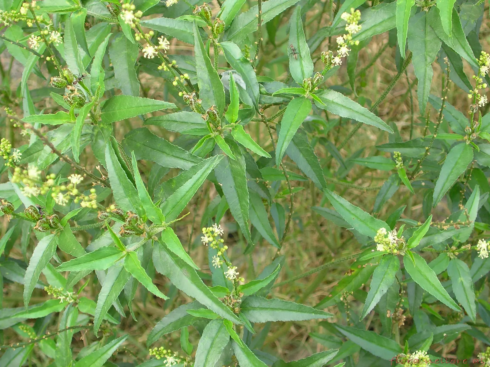 Mosquito Grass (Bouteloua Gracilis) — blue-green foliage reaching a height of 18-24 inches and a spread of 12-15 inches