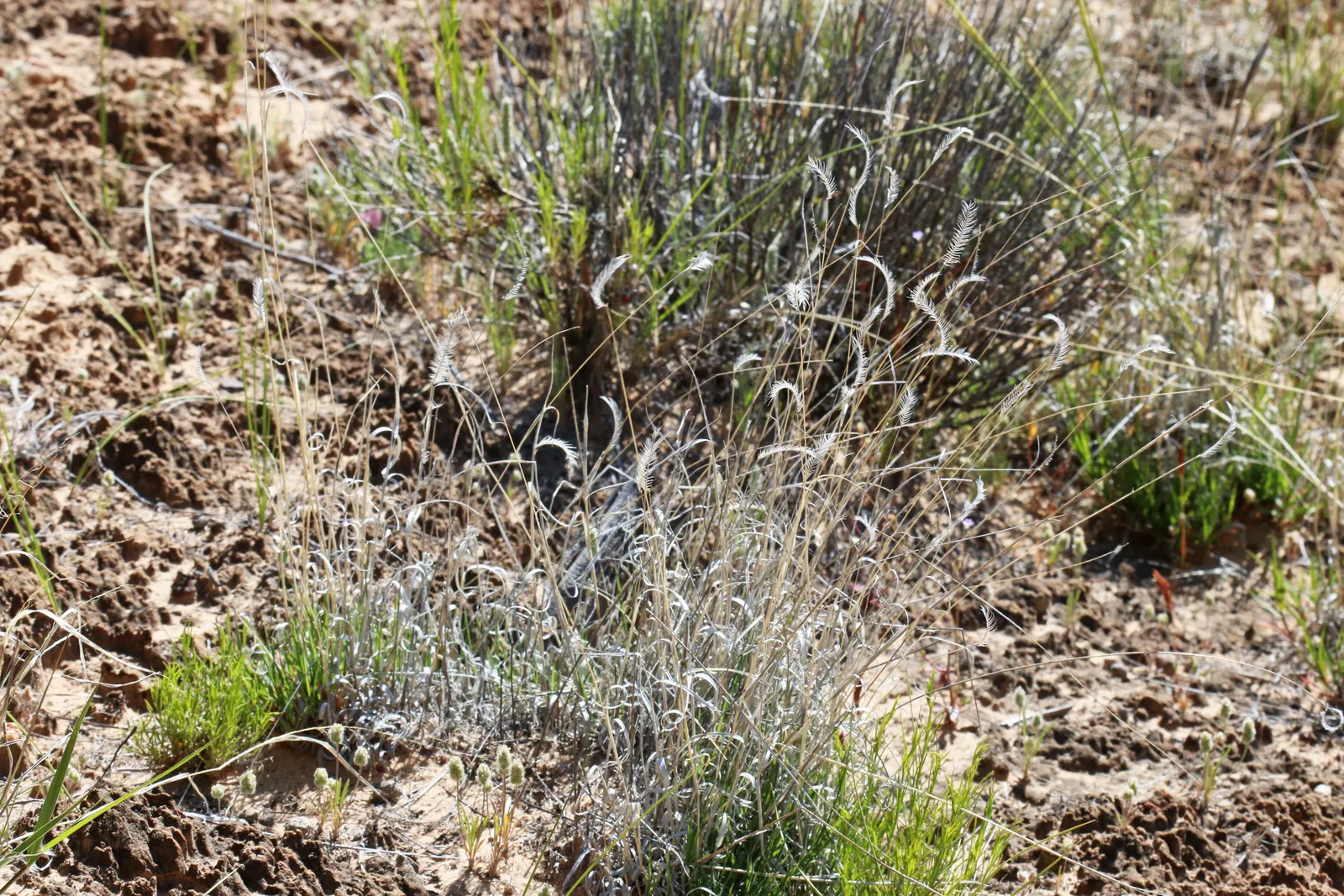 Mosquito Grass (Bouteloua Gracilis) — The dense growth habit of Mosquito Grass can also suppress weeds