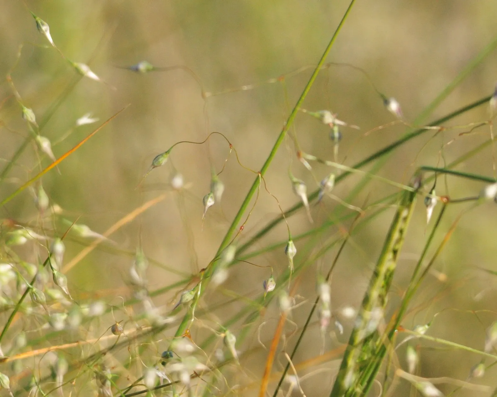 Mosquito Grass (Bouteloua Gracilis) — Bouteloua gracilis, commonly known as Mosquito Grass, thrives in USDA Zones 4-9; in summer, unique, eye-catching seed